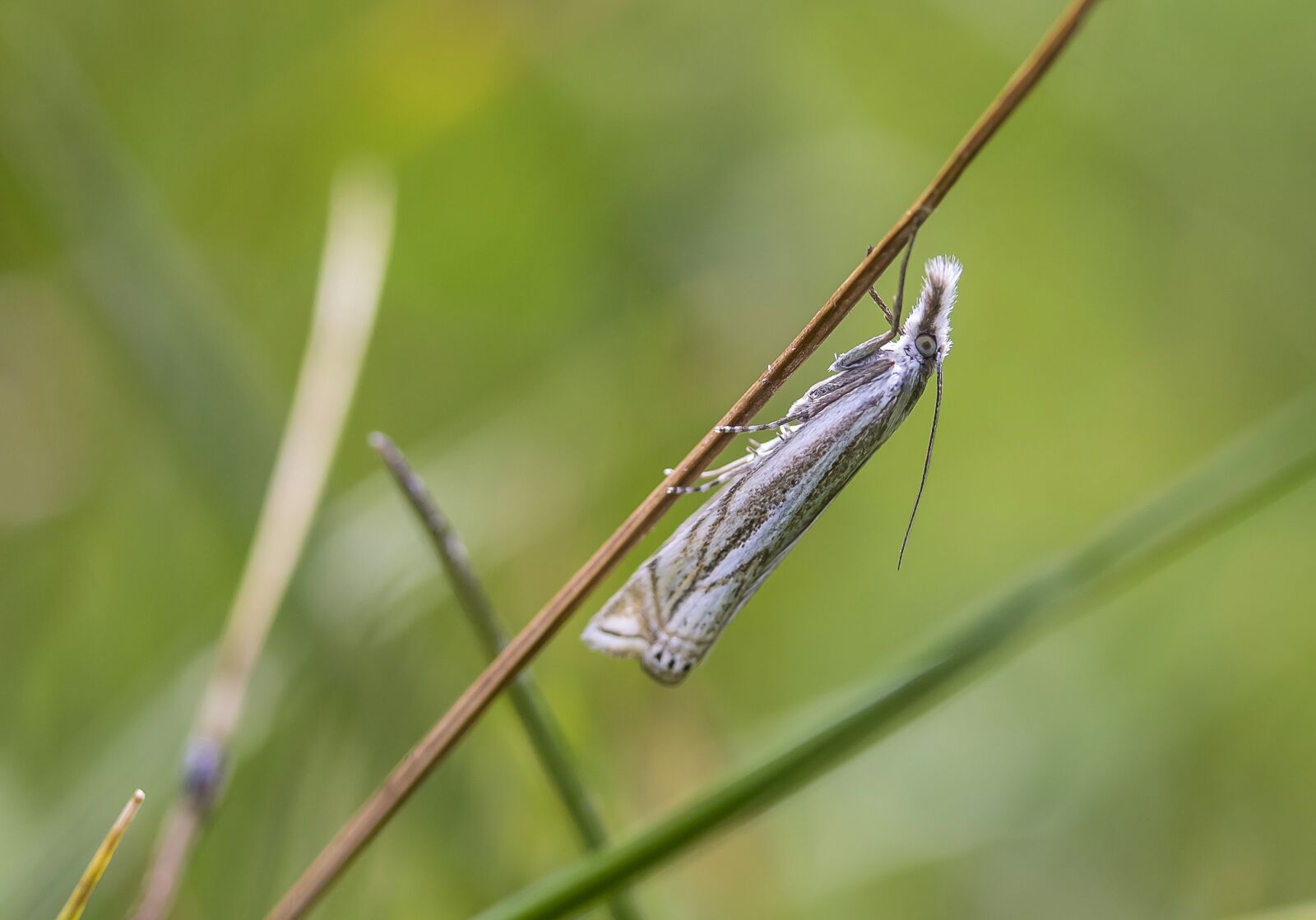 Canon EF-S 60mm F2.8 Macro USM sample photo. Spotted moth, moth, ypsolopha photography