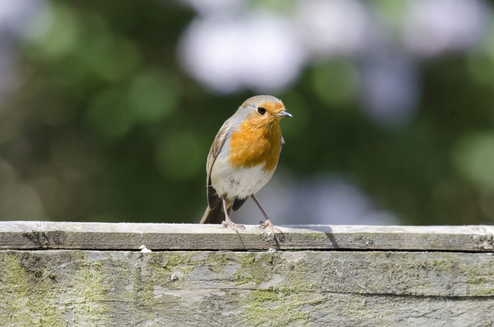 Nikon D7000 sample photo. Robin, bird, wildlife photography