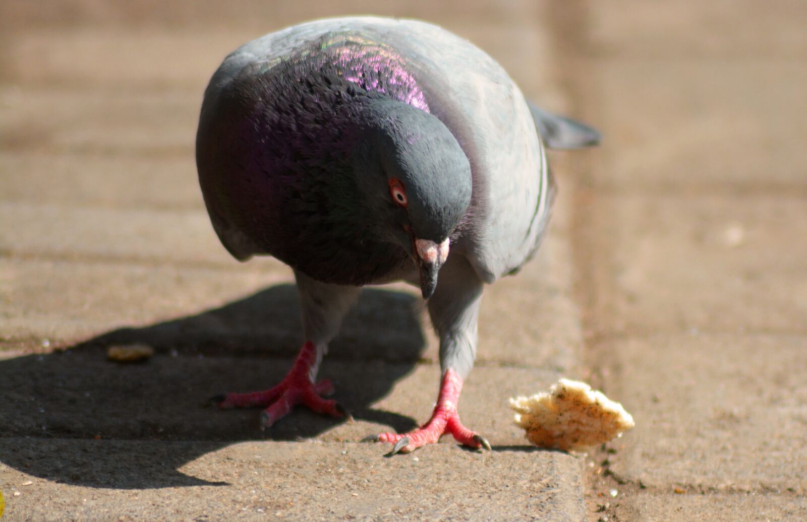 Nikon D5200 sample photo. Pigeon, dove, bird photography