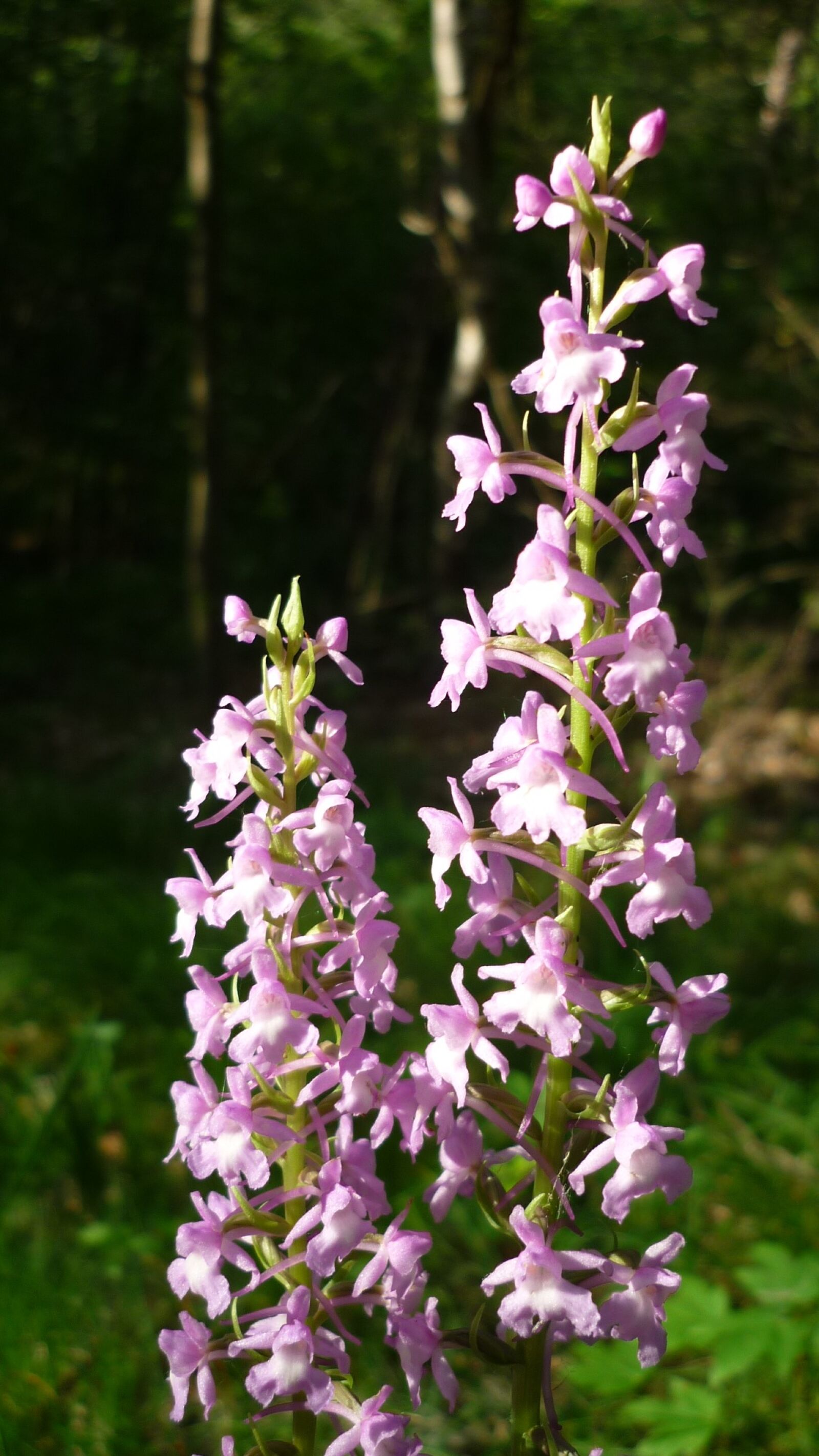 Panasonic Lumix DMC-FS6 sample photo. Mosquito-fragrant orchid, german orchid photography