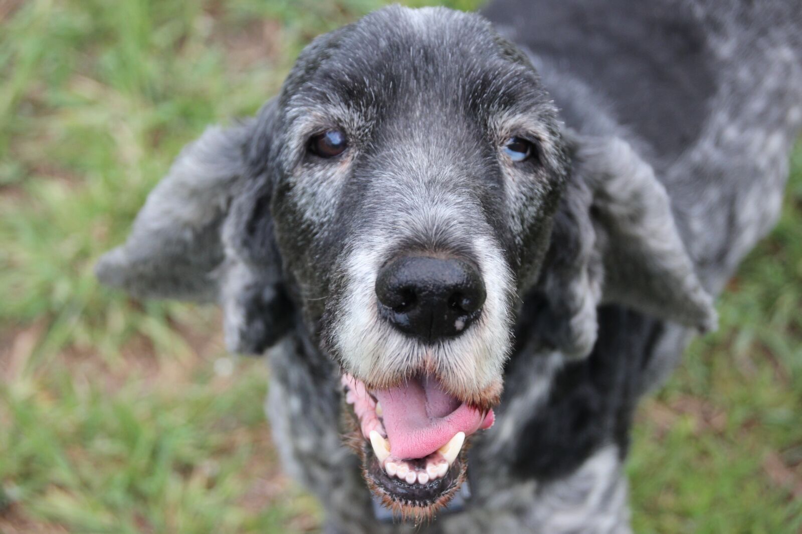 Canon EOS 600D (Rebel EOS T3i / EOS Kiss X5) sample photo. Dog, old, cocker spaniel photography