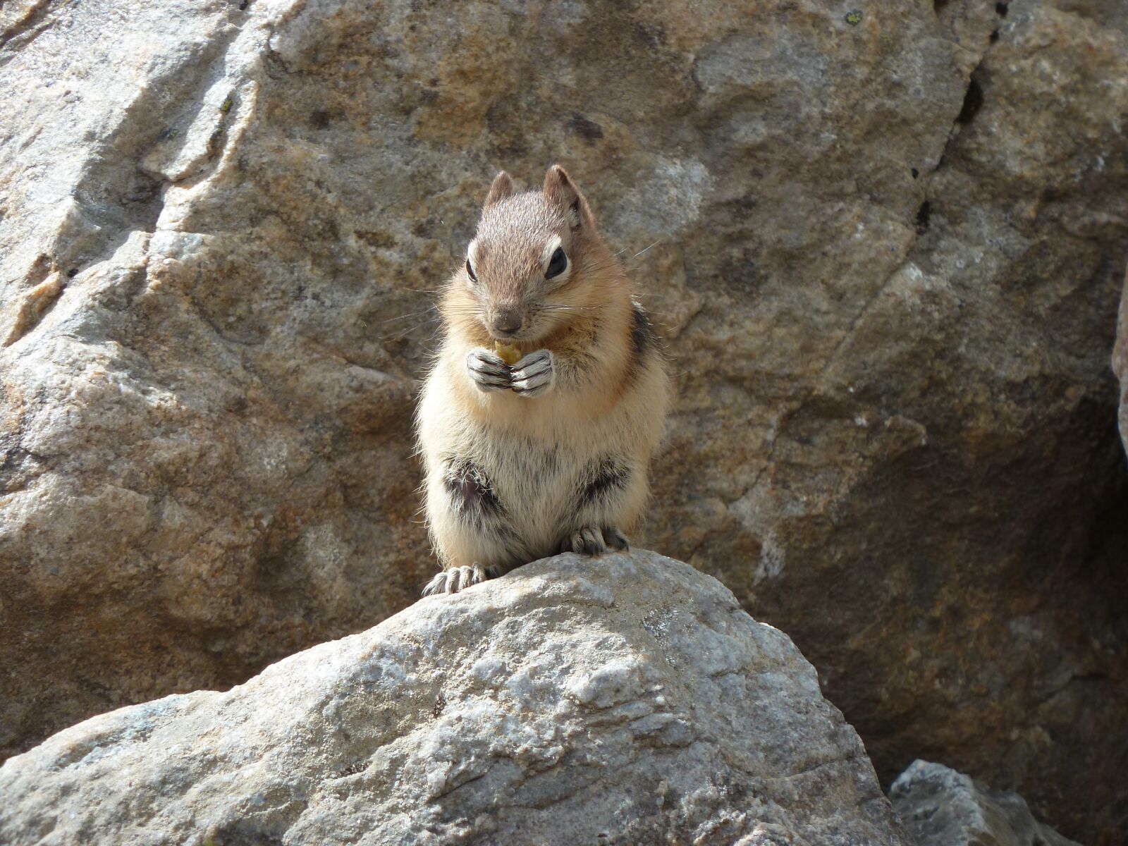 Panasonic Lumix DMC-ZS7 (Lumix DMC-TZ10) sample photo. Animal, rodent, canada photography