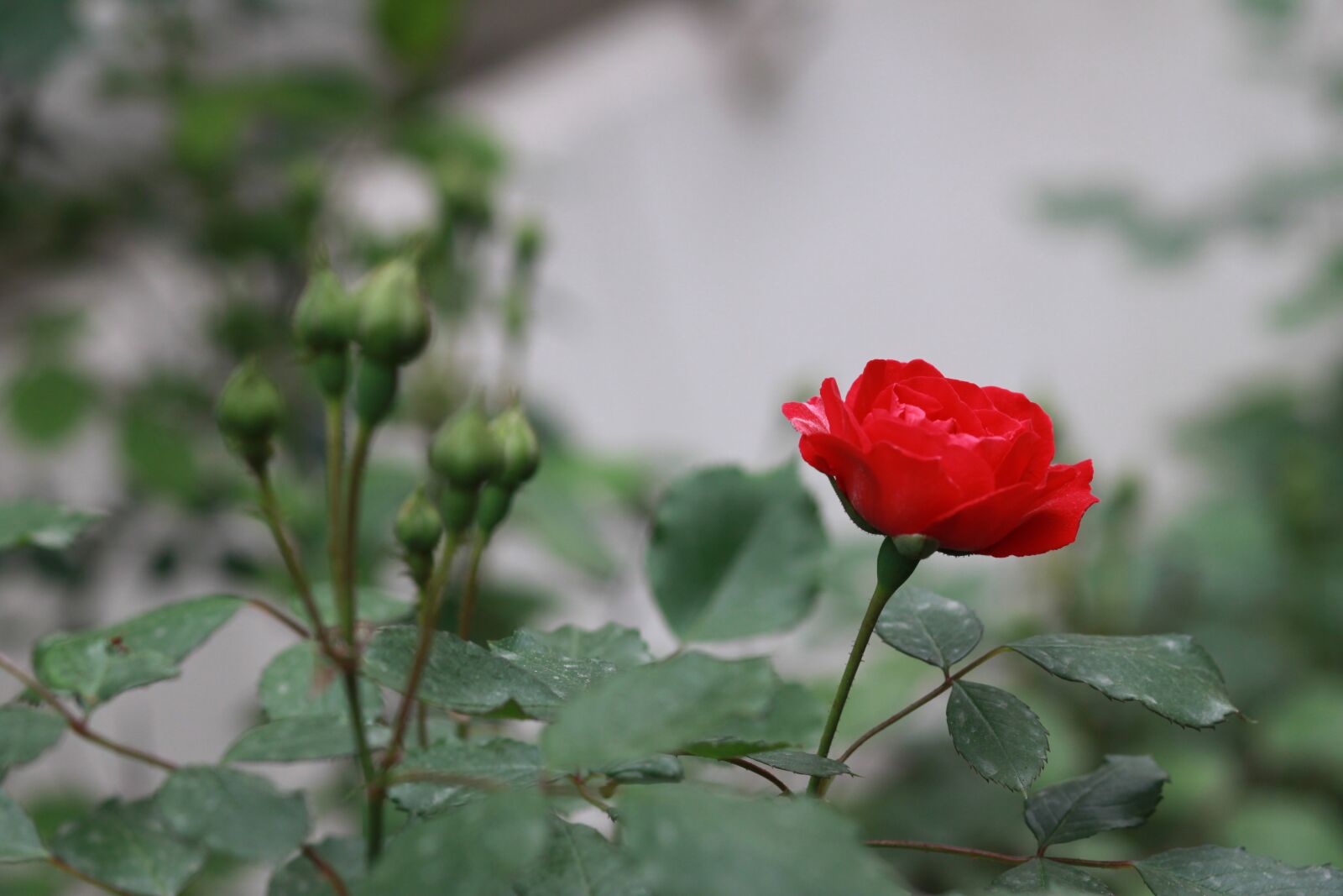 Canon EOS 500D (EOS Rebel T1i / EOS Kiss X3) sample photo. Flowers, nature, plants photography