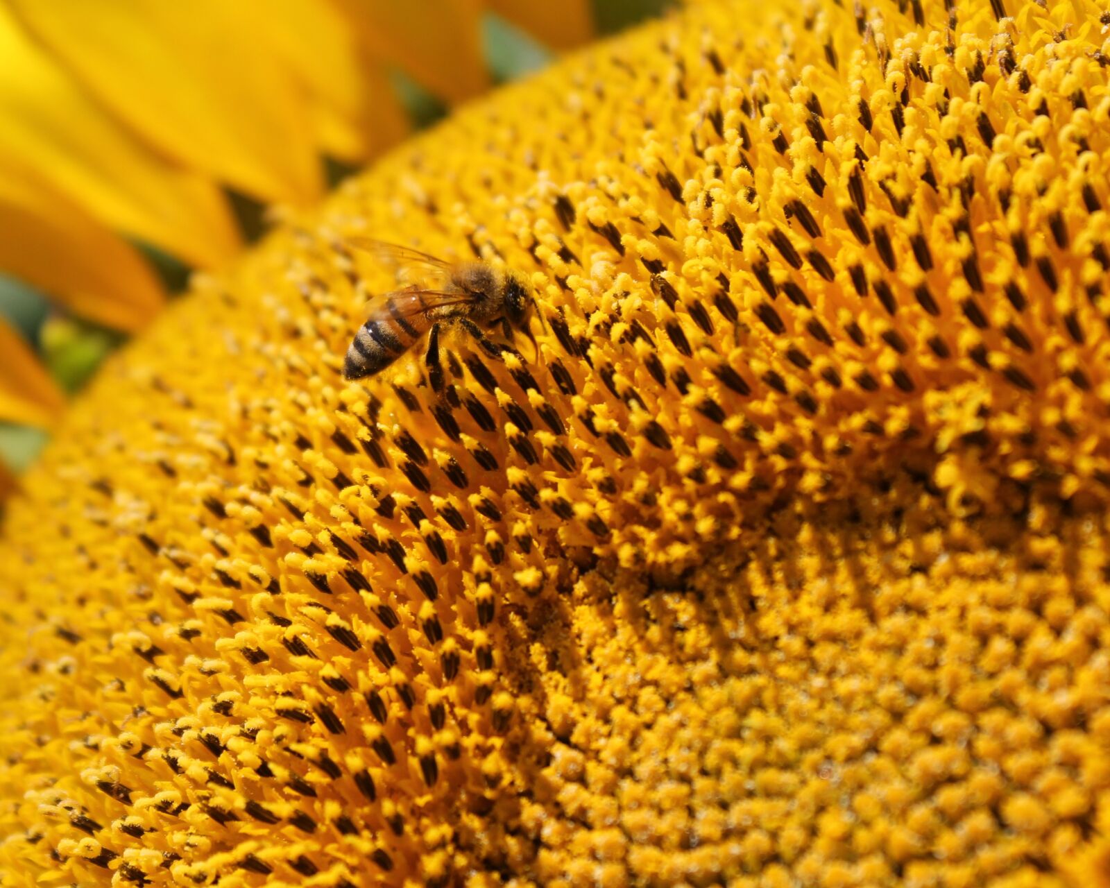 Canon EOS 1100D (EOS Rebel T3 / EOS Kiss X50) sample photo. Sunflower, flower, honeybee photography