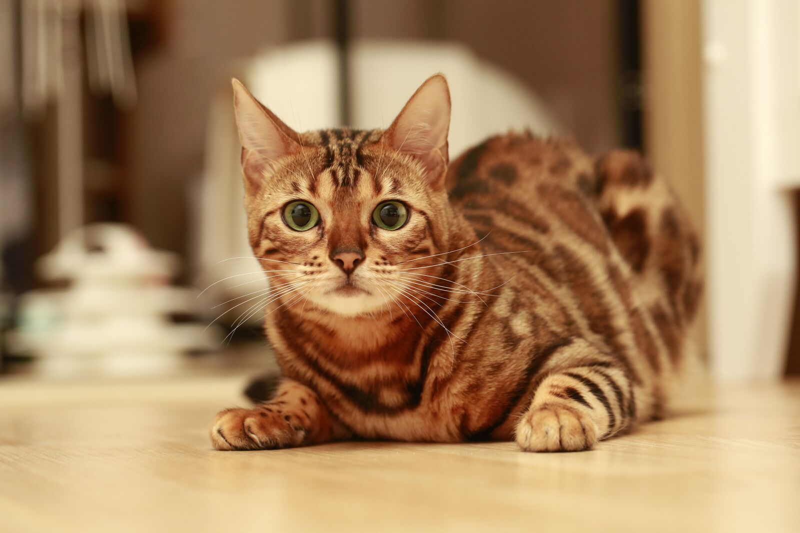 Canon EF 100mm F2.8L Macro IS USM sample photo. Cat, bengal, bengal cat photography