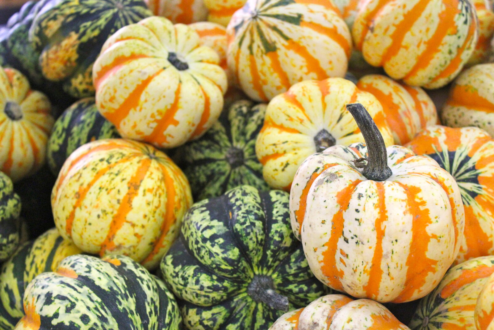 Canon EOS 1200D (EOS Rebel T5 / EOS Kiss X70 / EOS Hi) sample photo. Fall, orange, pumpkin photography