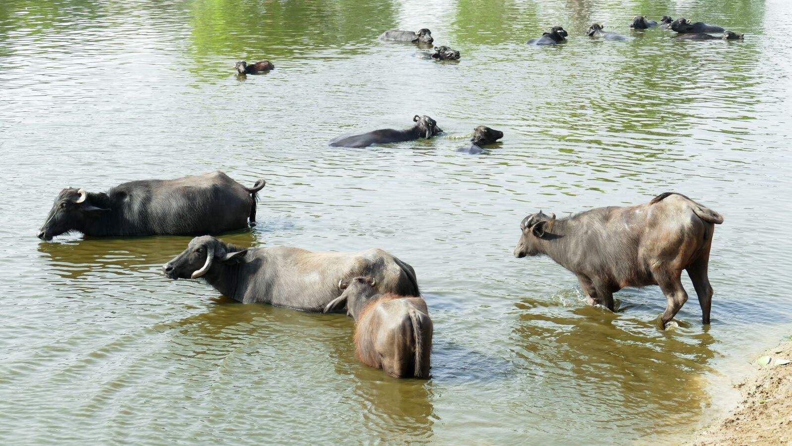 Panasonic Lumix DMC-FZ1000 sample photo. Buffalo, nature, rulers village photography