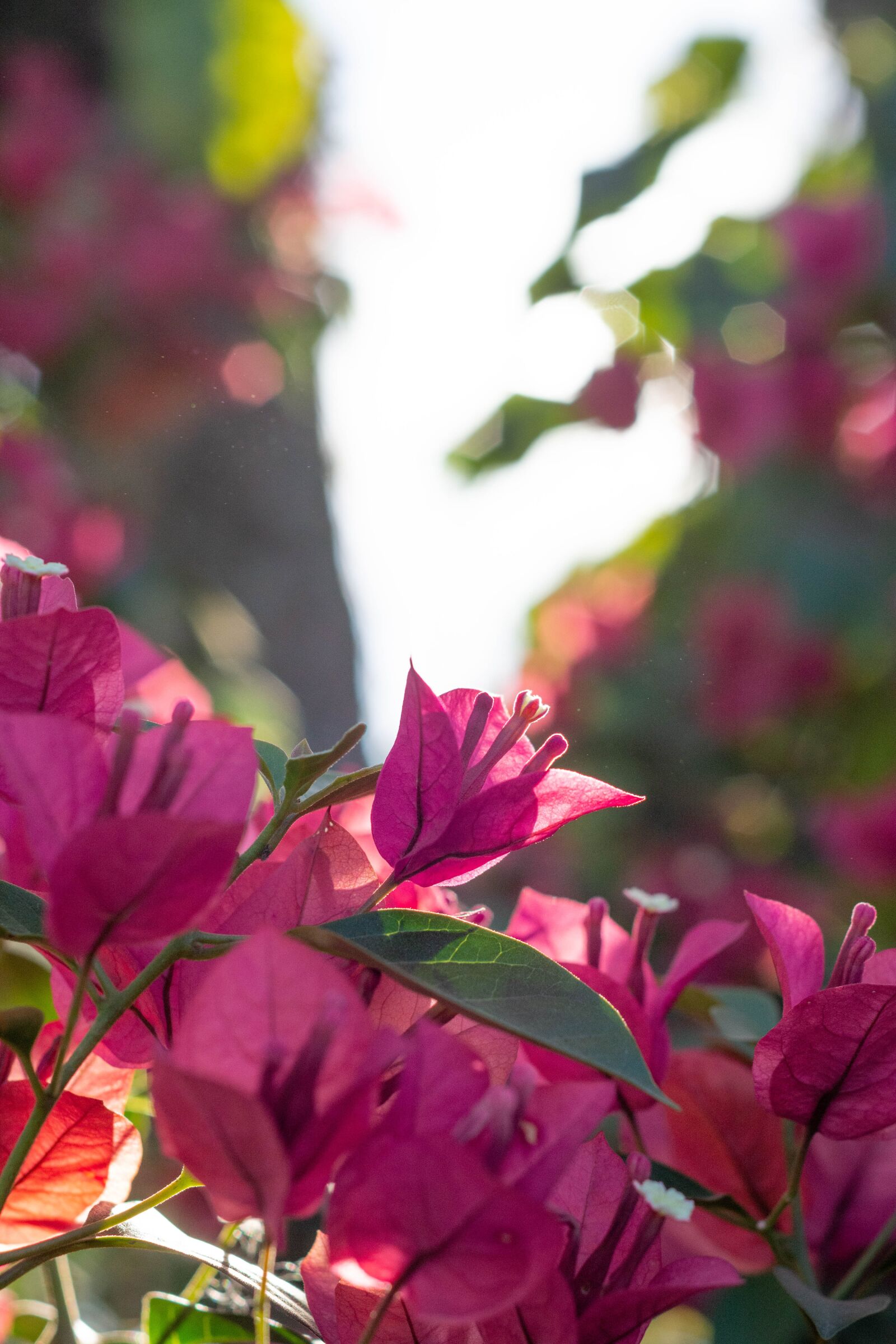 Nikon D7200 sample photo. Flower, garden, botanic photography