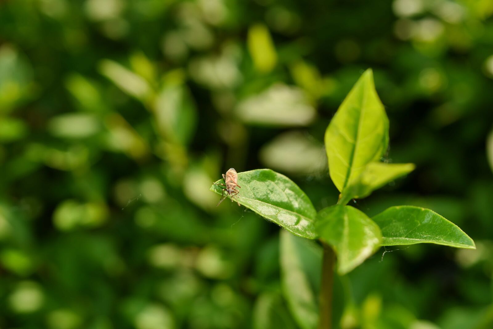 Nikon D5500 sample photo. Insect, flora, nature, leaf photography