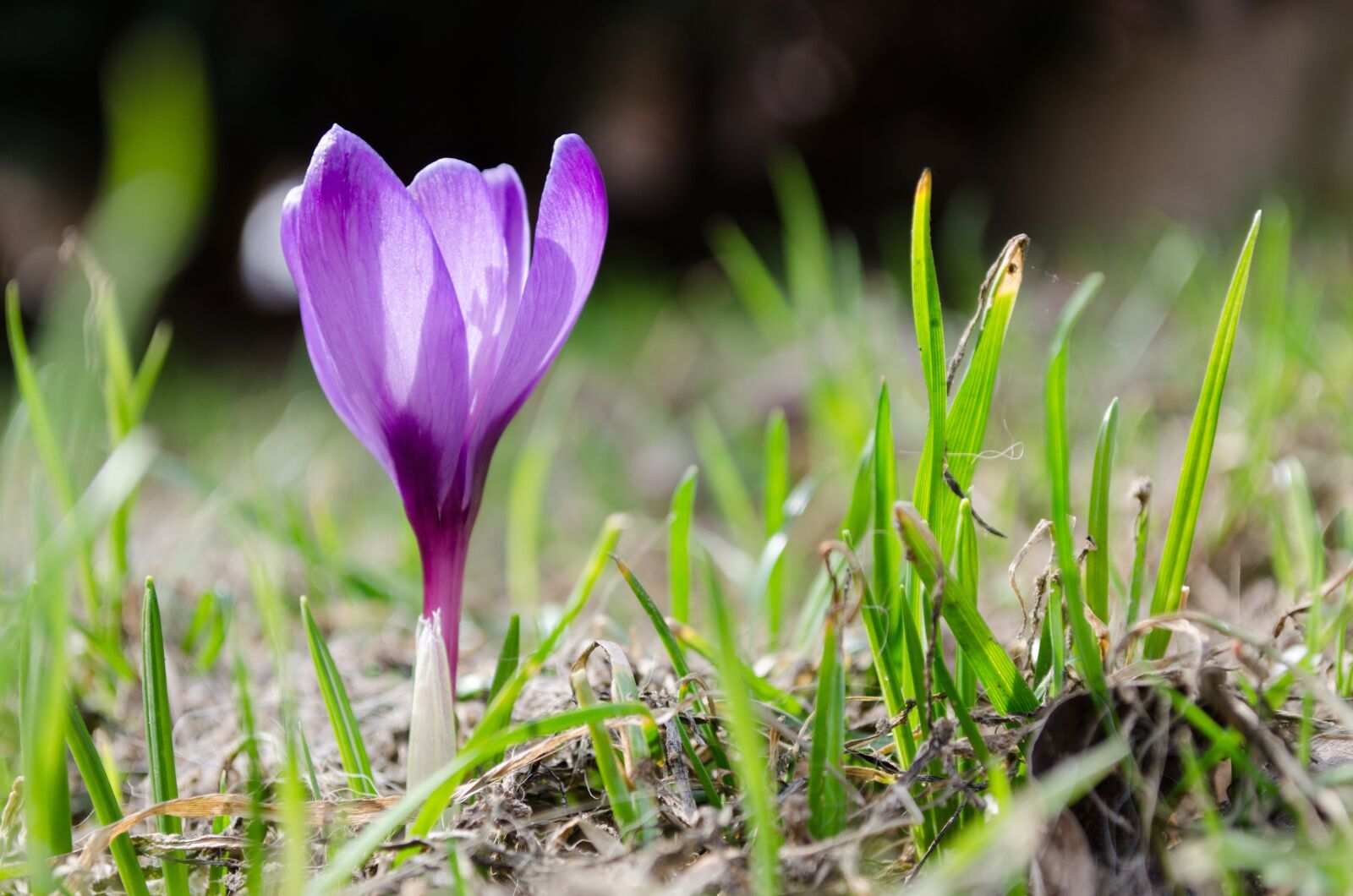 Nikon D5100 sample photo. Crocus, flower, purple photography