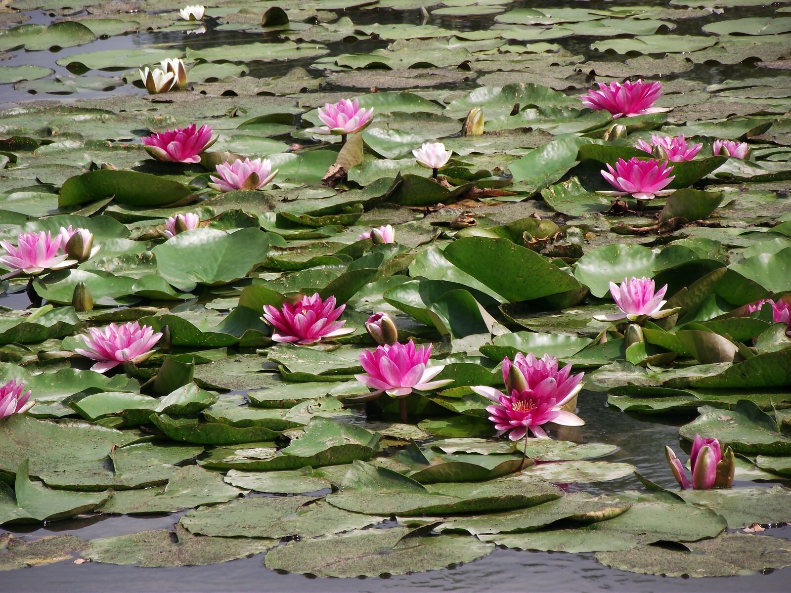 FujiFilm FinePix S1600 (FinePix S1770) sample photo. Water lilies, flowers, flourishing photography