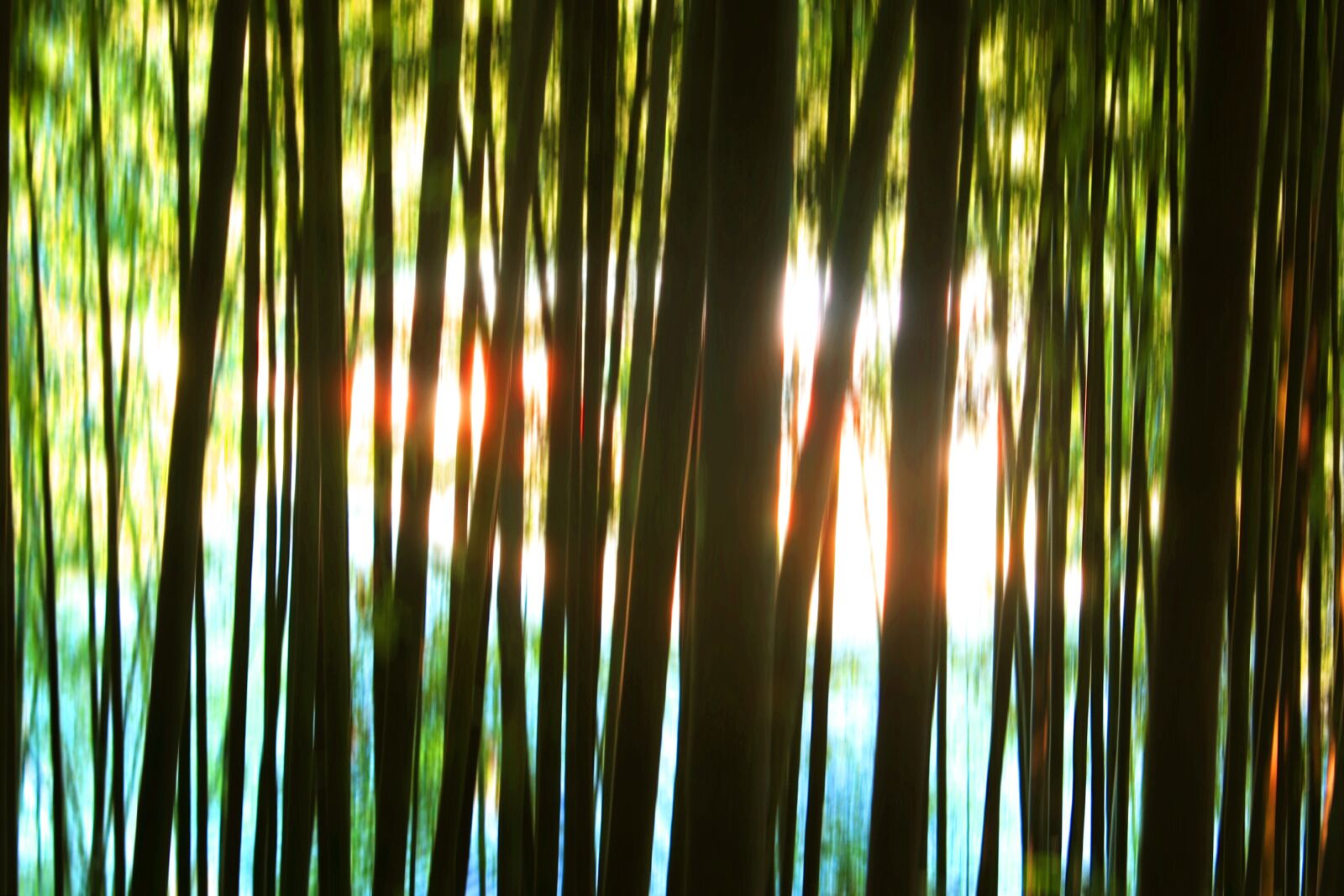 Canon EOS 40D sample photo. Bamboo, bamboo green, damyang photography