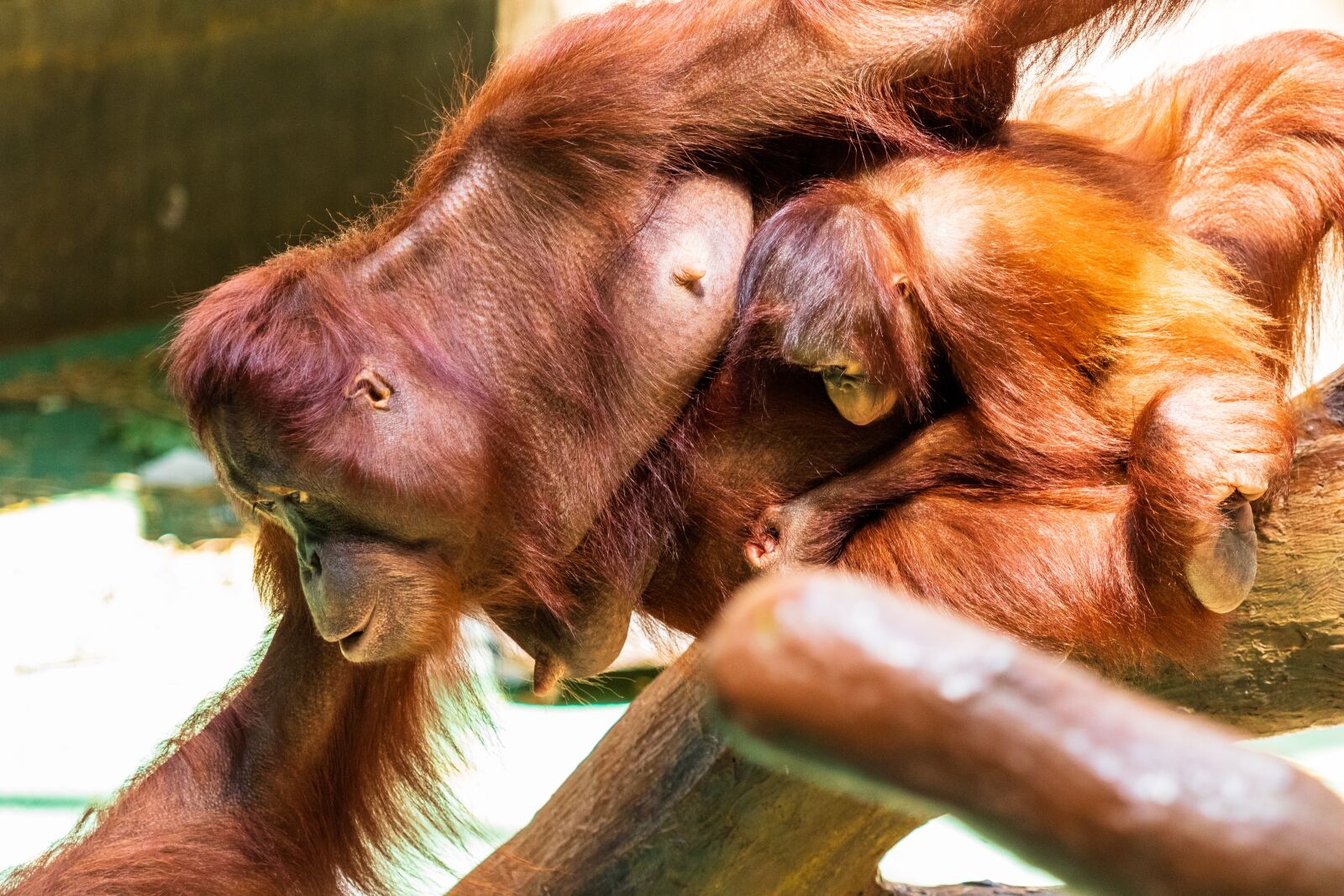 Canon EF 70-300 F4-5.6 IS II USM sample photo. Orang utan, monkey, primate photography