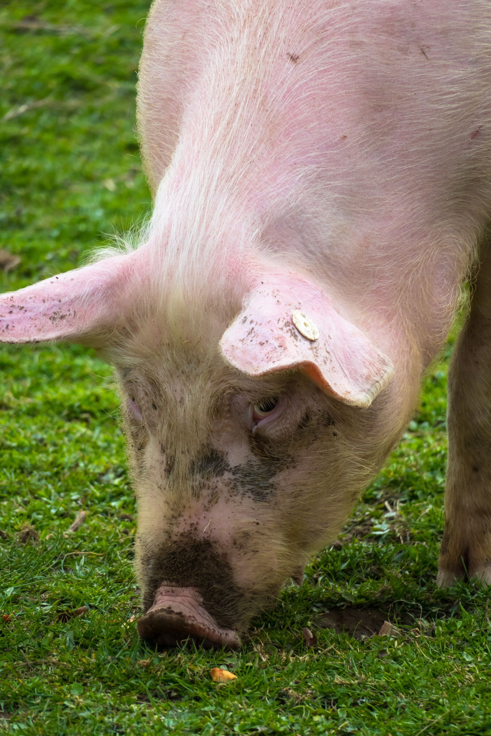 Canon PowerShot G3 X sample photo. Pig, eat, domestic pig photography