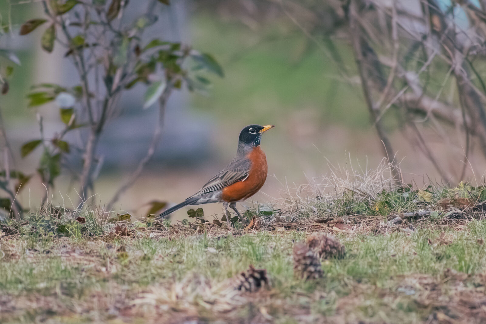 Canon EOS R100 sample photo