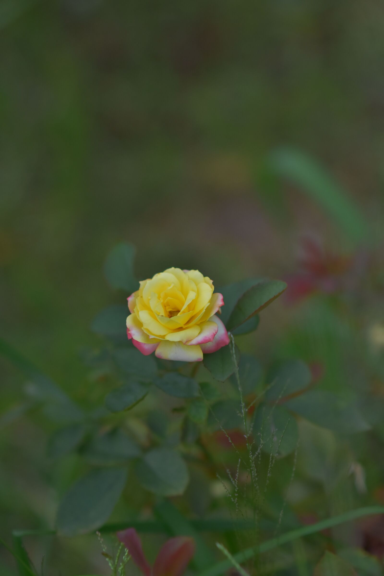 Nikon D7200 sample photo. Roses, aroma, blooming photography
