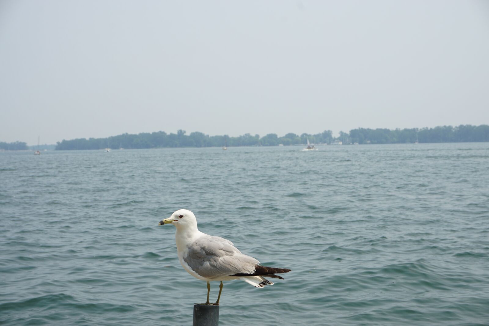 Sony a6000 sample photo. Sea, seagull, bird photography