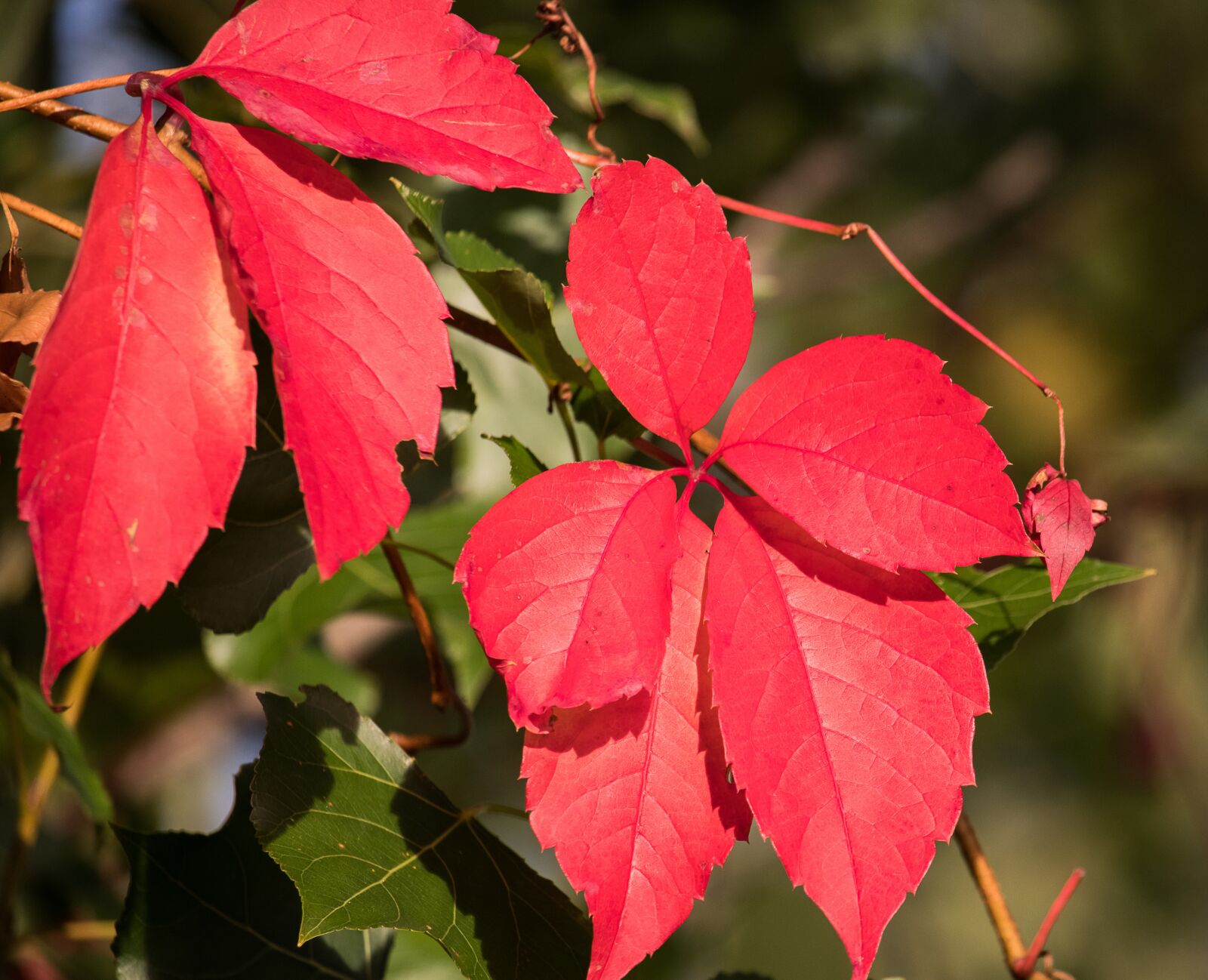 Canon EF-S 55-250mm F4-5.6 IS STM sample photo. Autumn, leaves, red photography