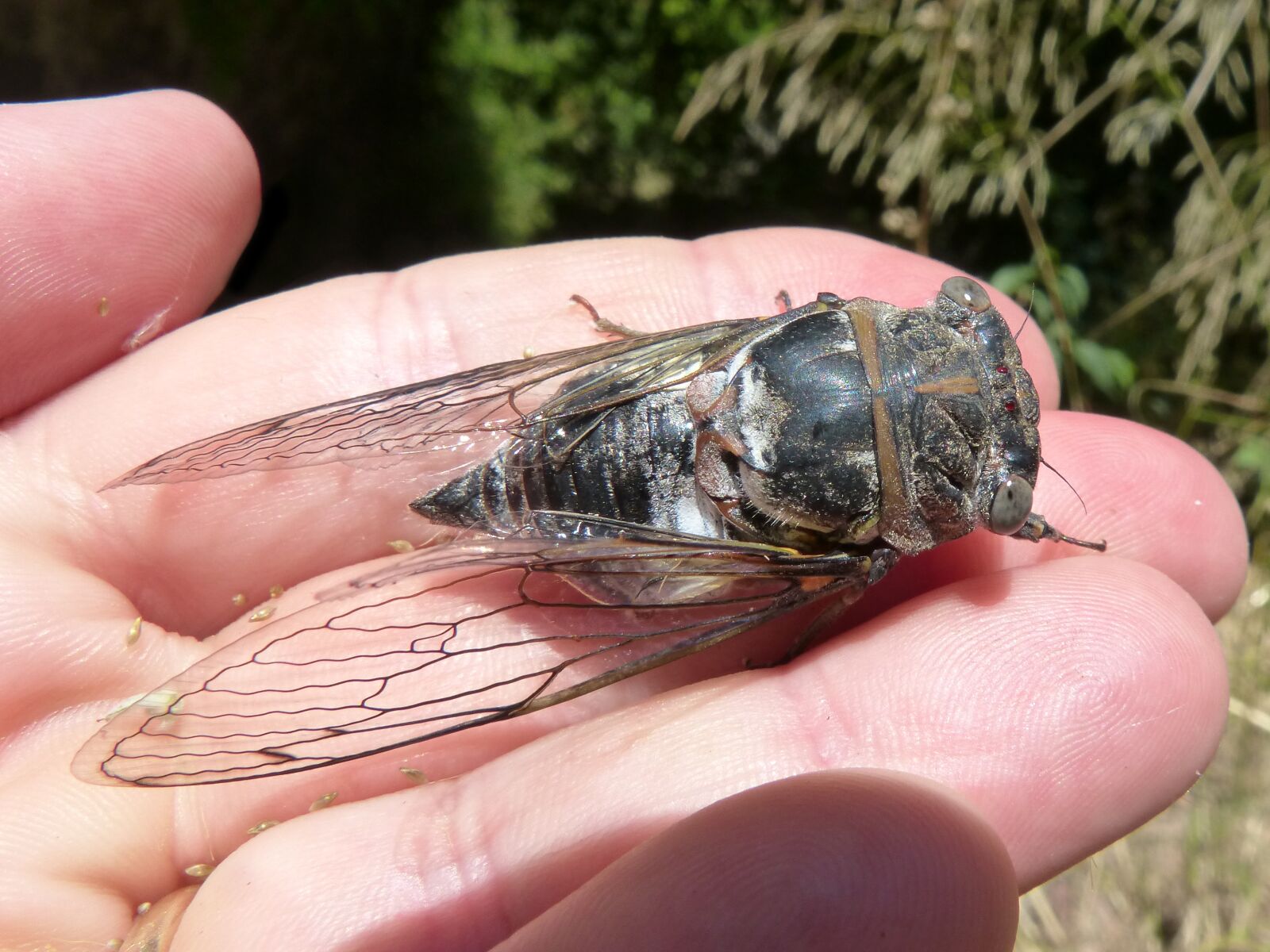 Panasonic DMC-FZ62 sample photo. Cicada, i cic dido photography