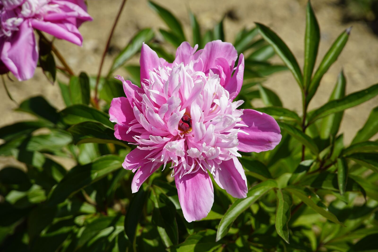Sony a7R II + Sony E PZ 18-105mm F4 G OSS sample photo. Peony, paeonia, pink photography