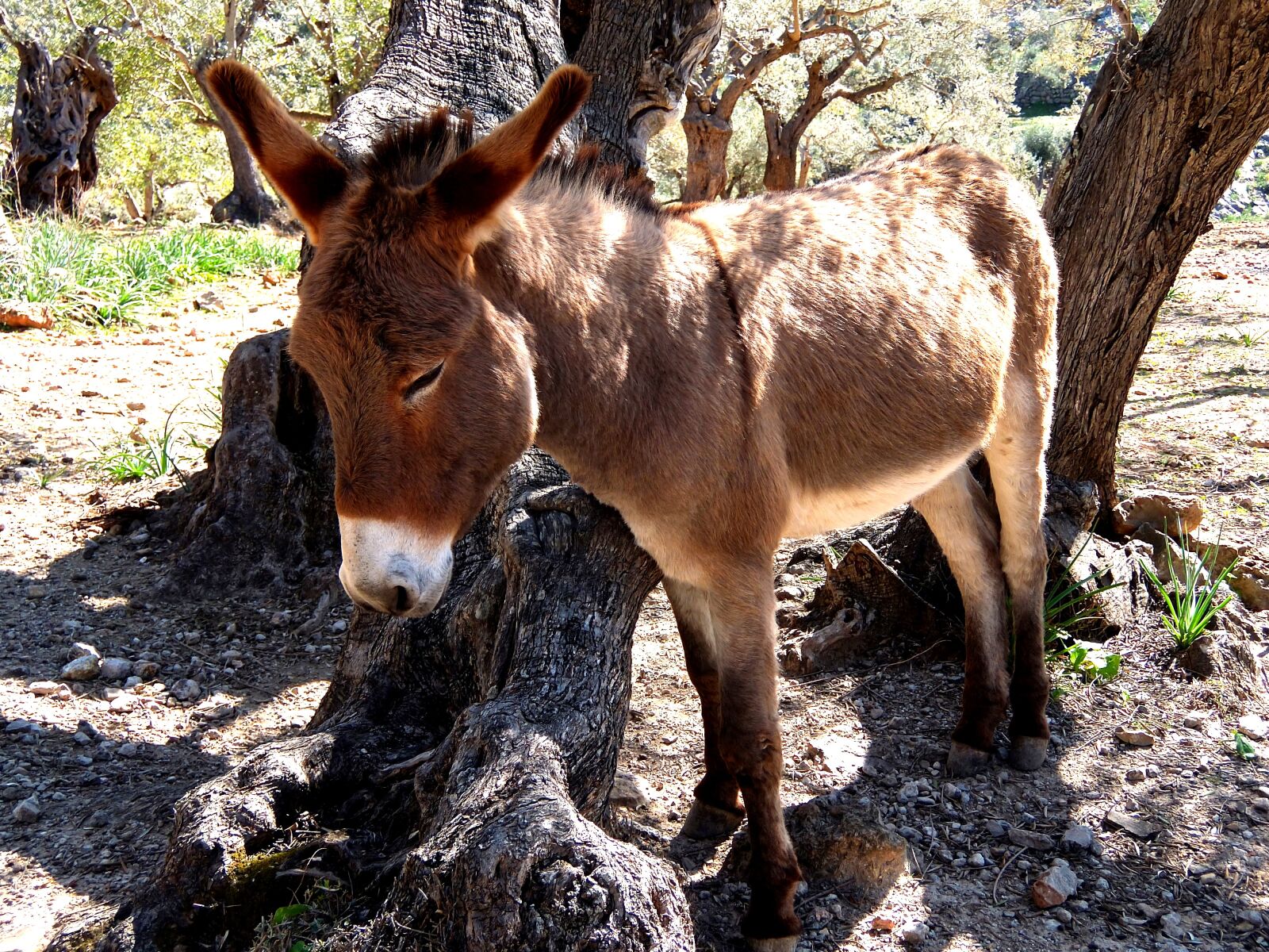 Fujifilm XF1 sample photo. Donkey, mallorca, rocky photography