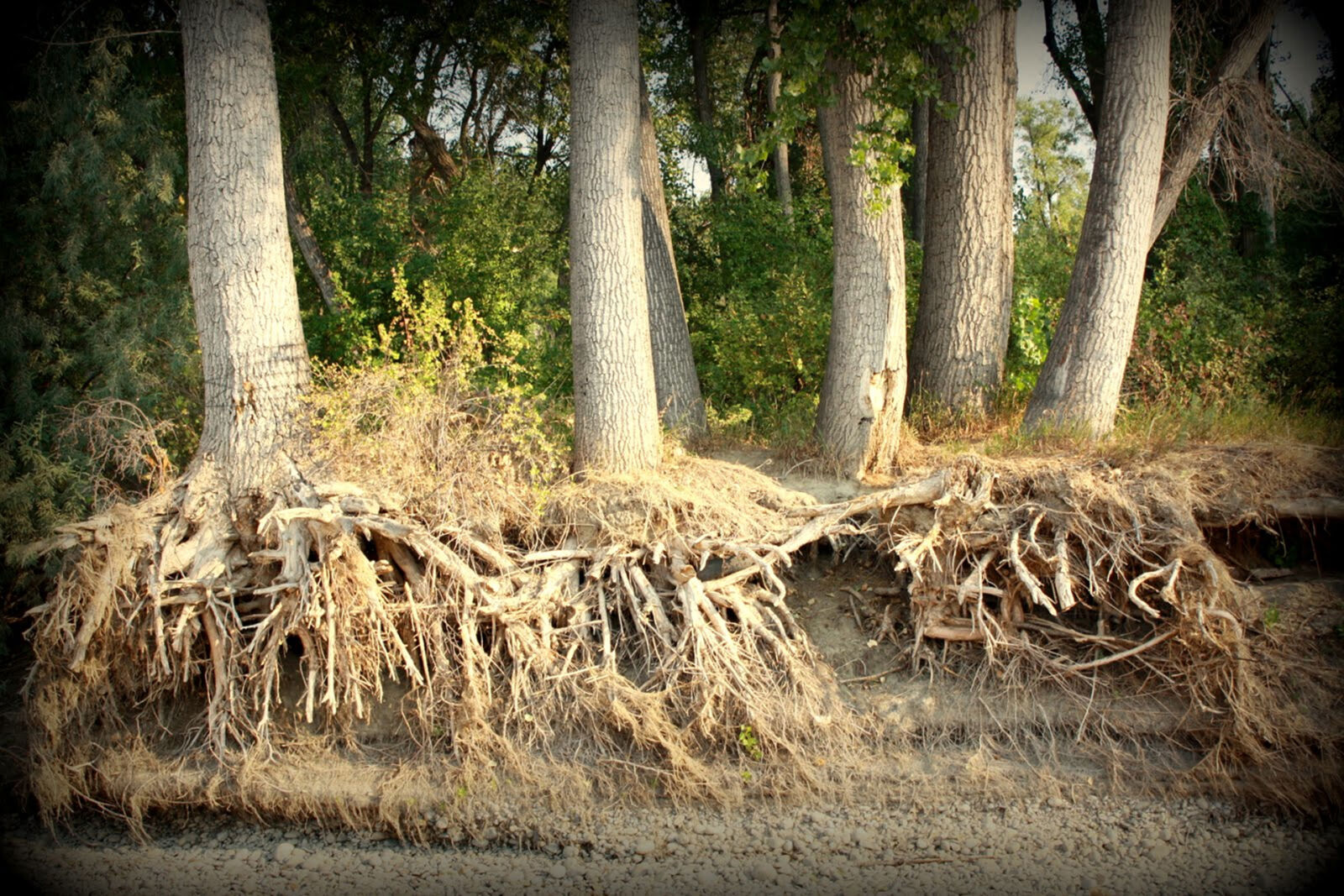 Canon EOS 1000D (EOS Digital Rebel XS / EOS Kiss F) sample photo. Tree, roots photography