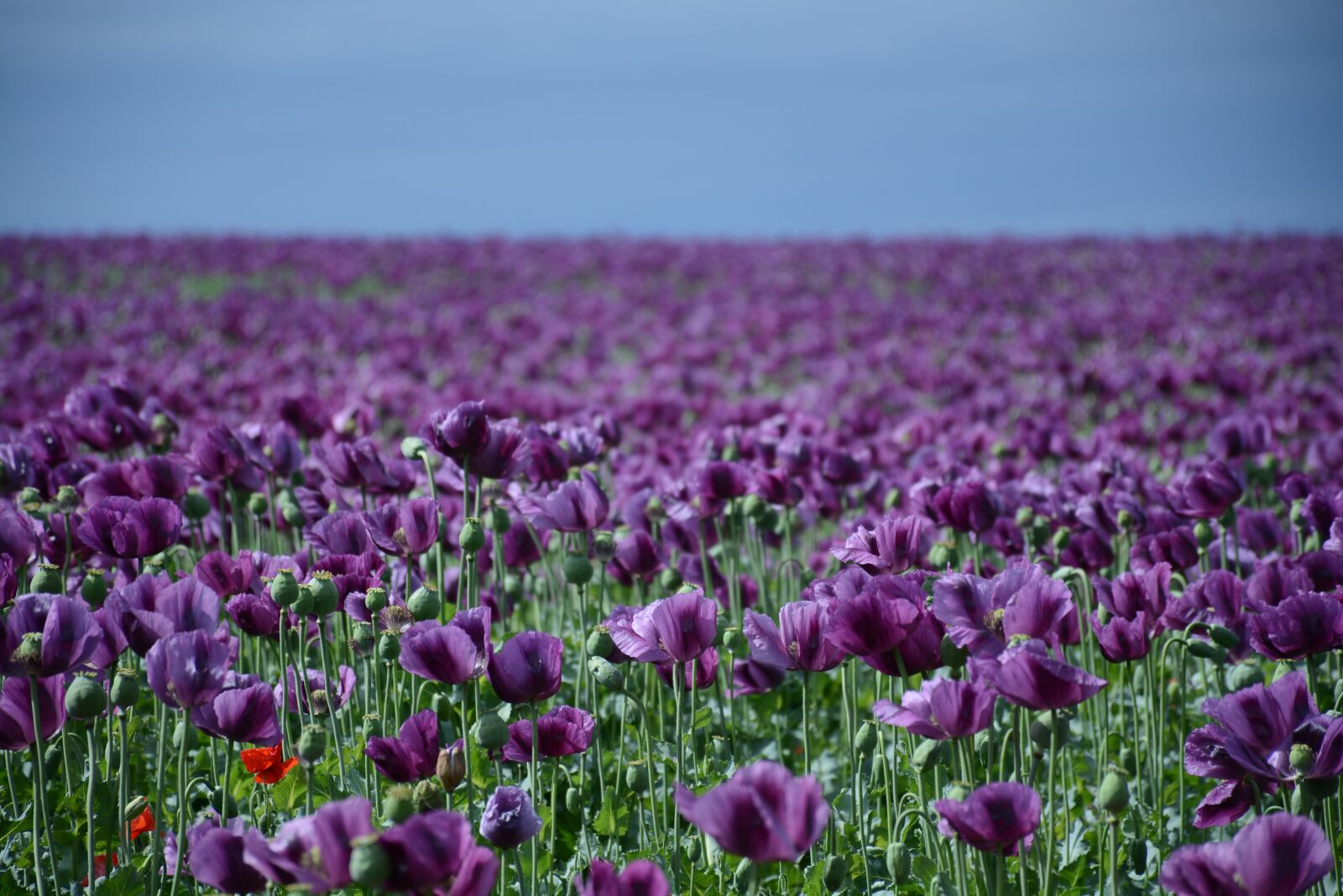 Nikon D7100 sample photo. Poppy, flower, field photography
