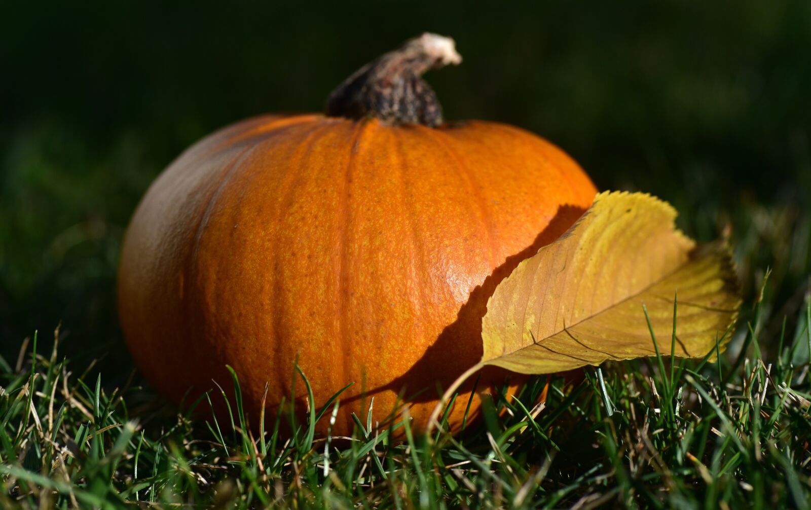 Nikon D750 sample photo. Pumpkin, halloween, autumn photography