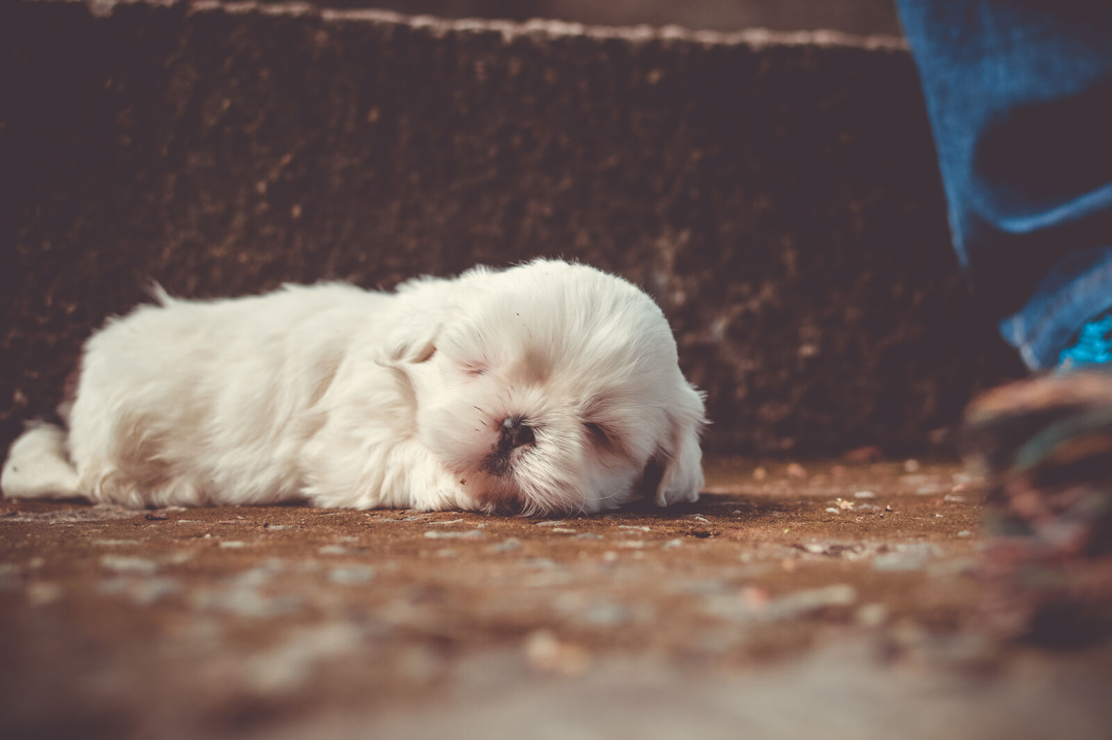 Nikon D3200 + Nikon AF-S DX Nikkor 35mm F1.8G sample photo. White, little, dog, sleeping photography