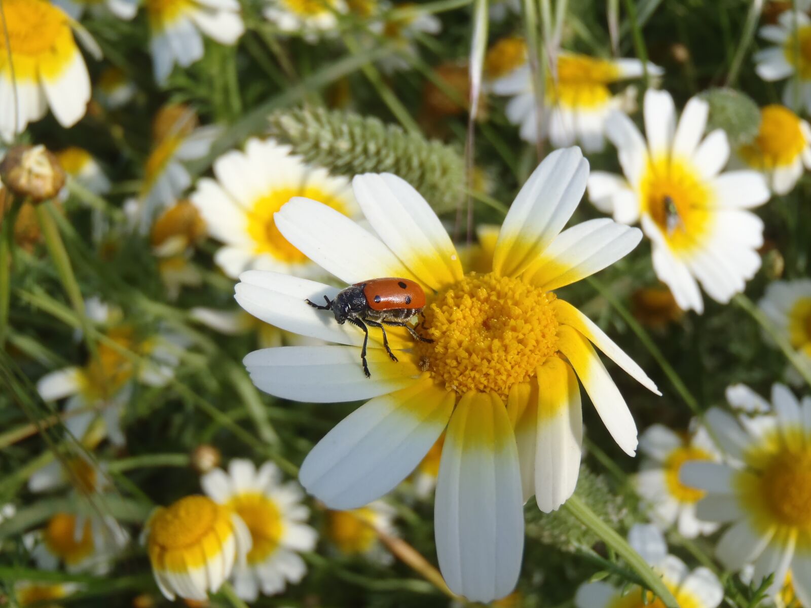 Olympus uTough-8010 sample photo. Daisy, ladybug, flowers photography