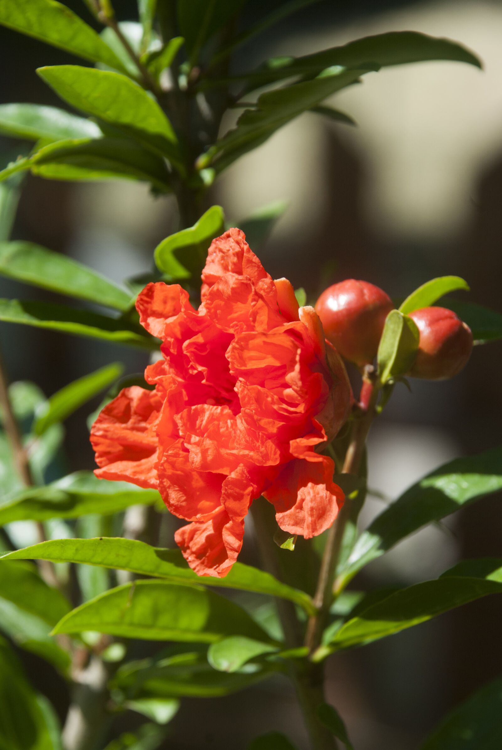 Nikon D80 sample photo. Nature, garden, flower photography