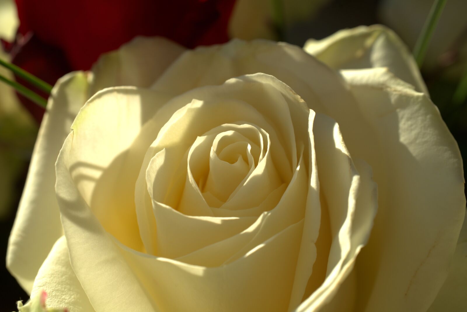 Sony FE 50mm F2.8 Macro sample photo. Rose, white, love photography