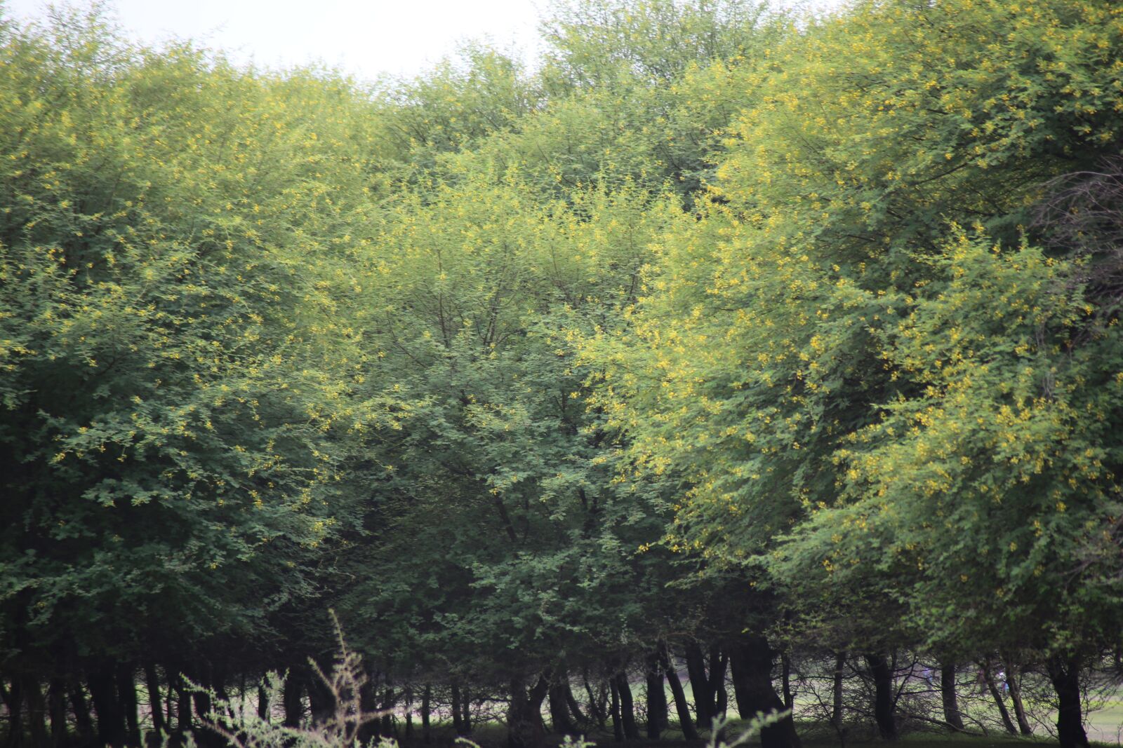 Canon EOS 6D sample photo. Forest, reserve, nature photography