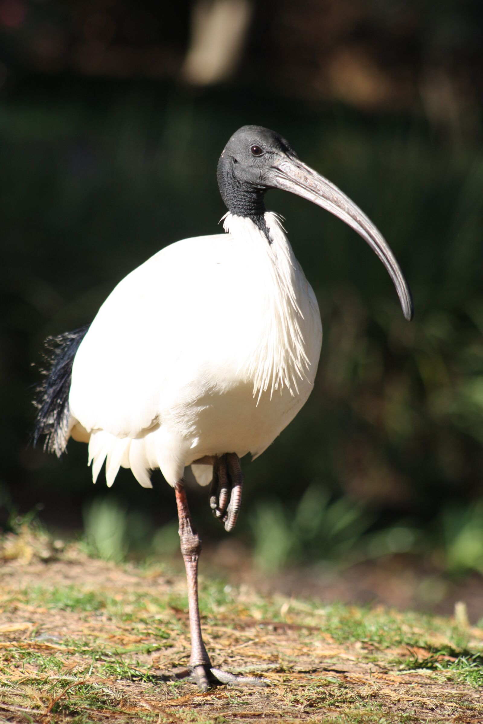 Canon EOS 1000D (EOS Digital Rebel XS / EOS Kiss F) sample photo. Ibis, bird, white photography