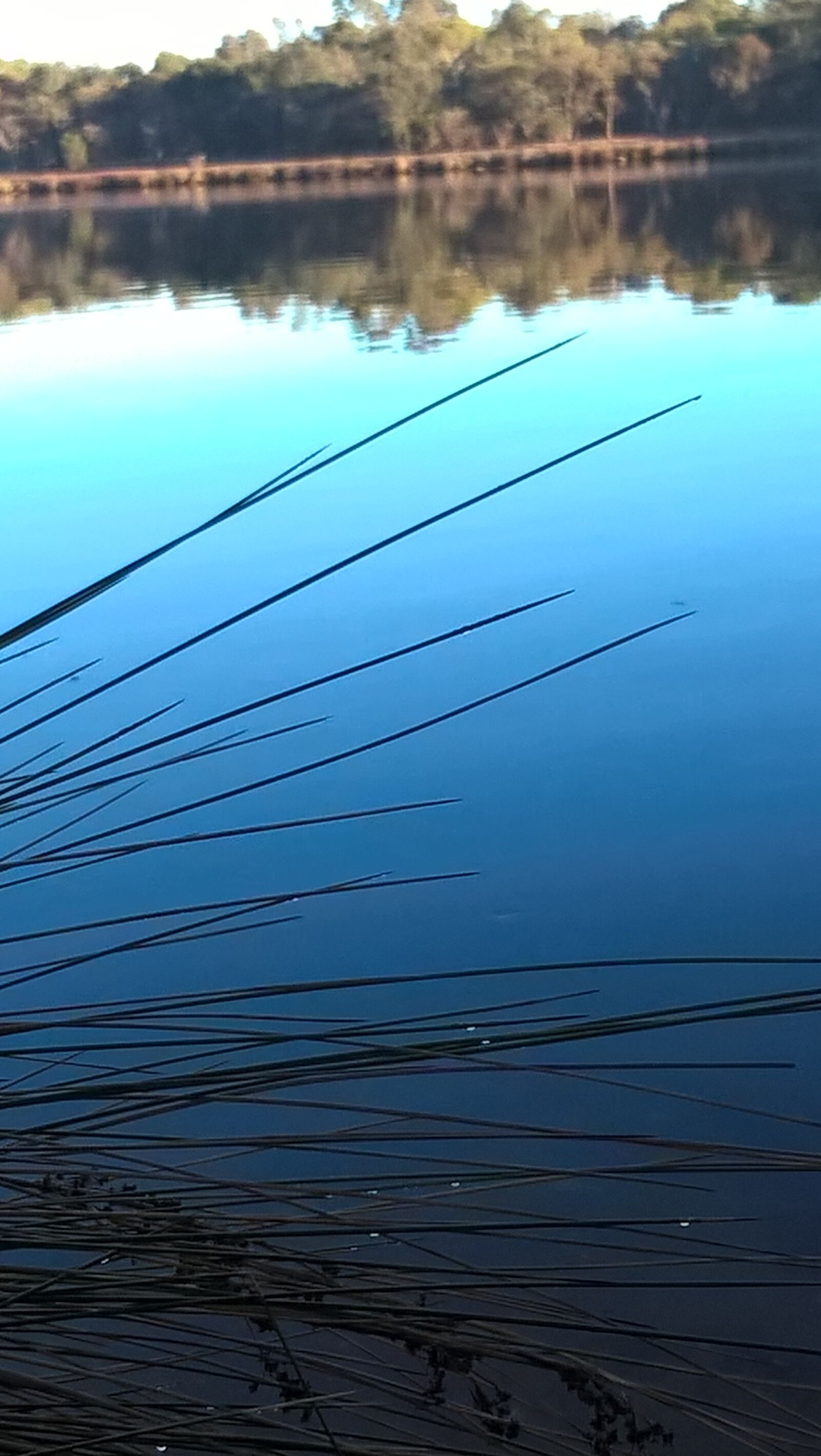 Microsoft Lumia 640 LTE sample photo. Aquatic, plants, dew, reflection photography