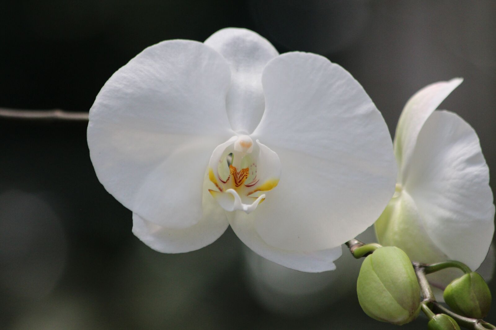 Canon EOS 650D (EOS Rebel T4i / EOS Kiss X6i) + Canon EF 70-300mm F4-5.6 IS USM sample photo. White orchid, flower orchid photography