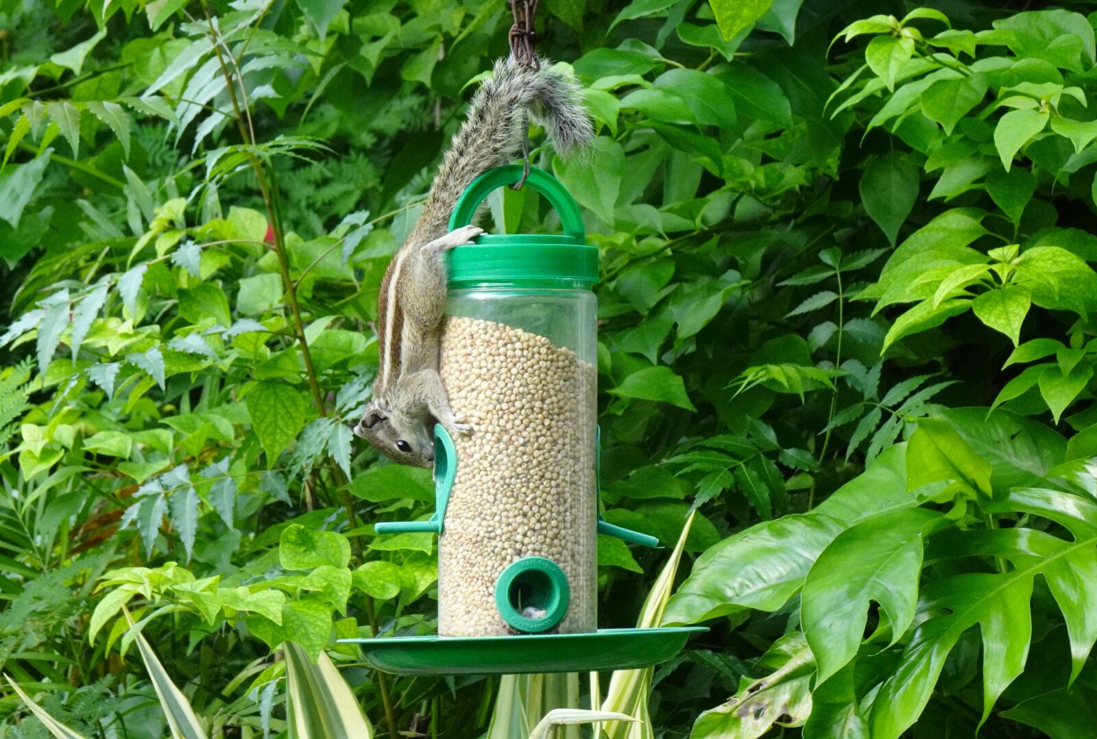 Sony DSC-WX800 sample photo. Squirrel, indian palm squirrel photography