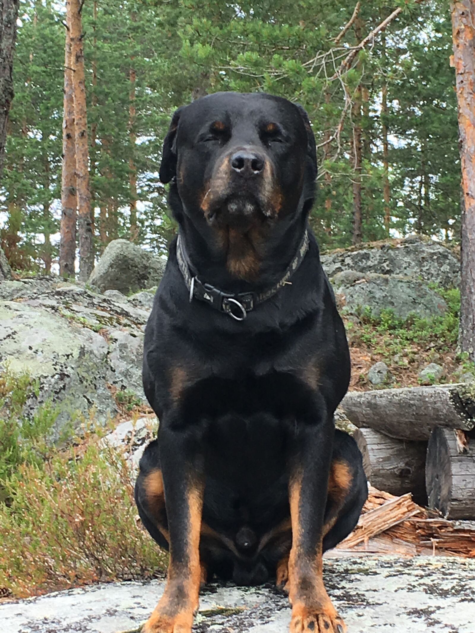 Apple iPhone 6s sample photo. Rottweiler, dog, forest photography