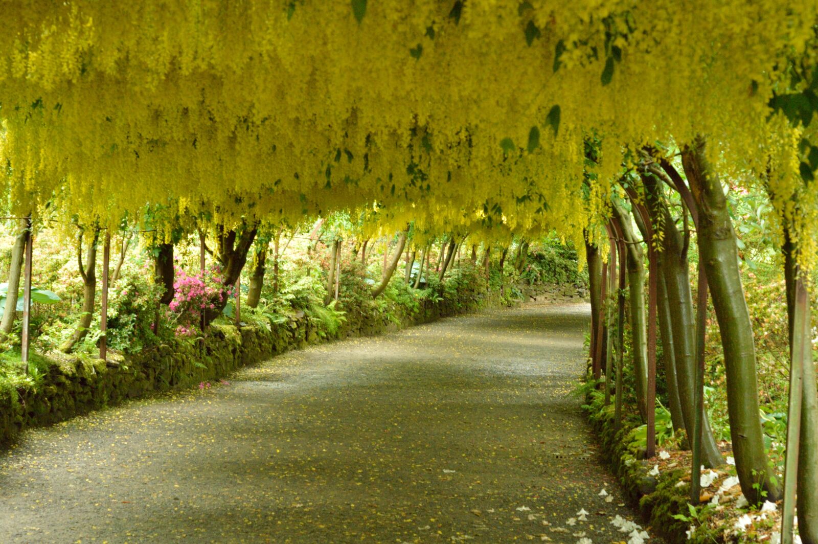 Nikon D3200 sample photo. Laburnum arch, flowers, yellow photography
