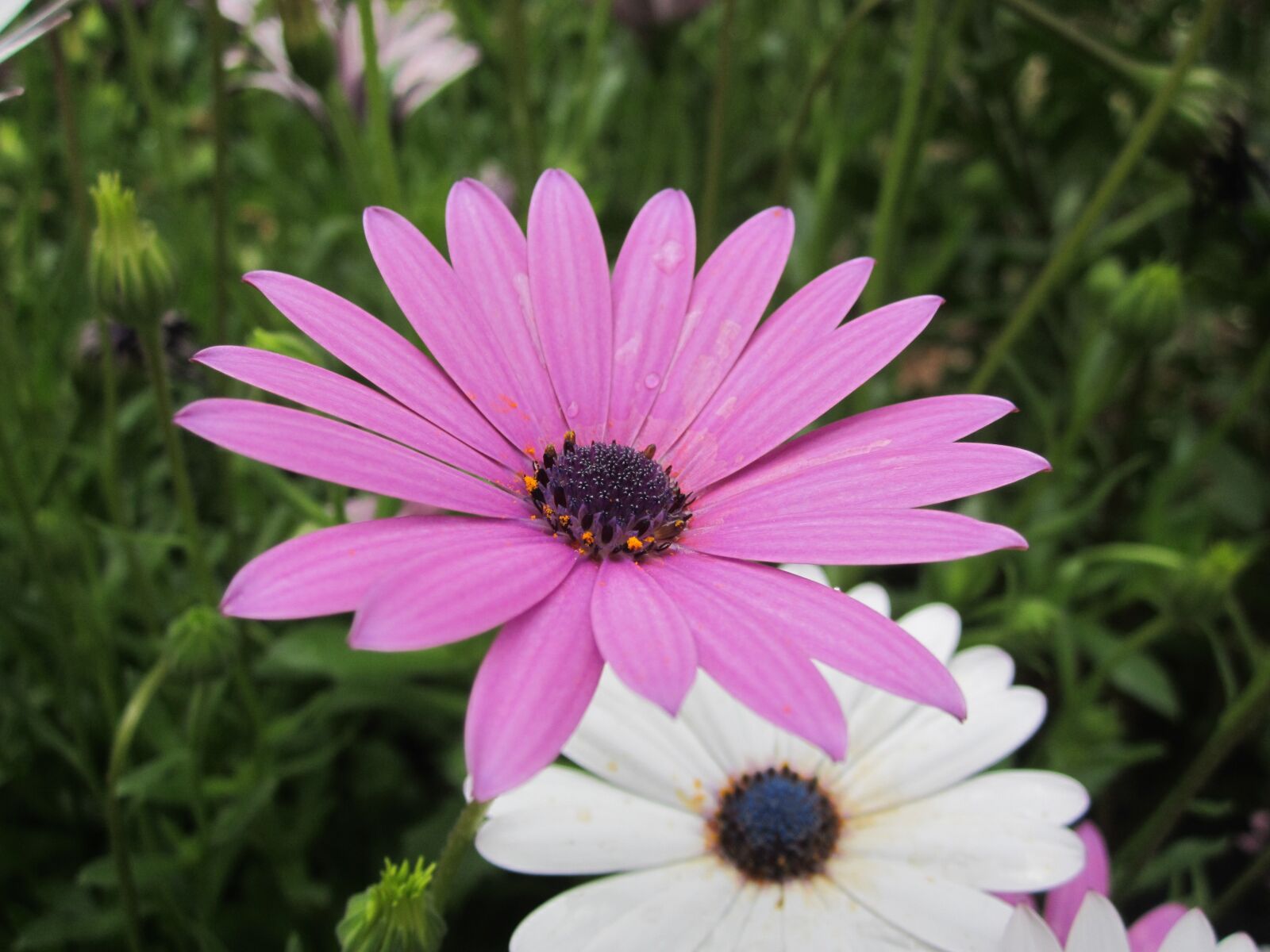 Canon PowerShot A2200 sample photo. Daisy, purple flowers, purple photography