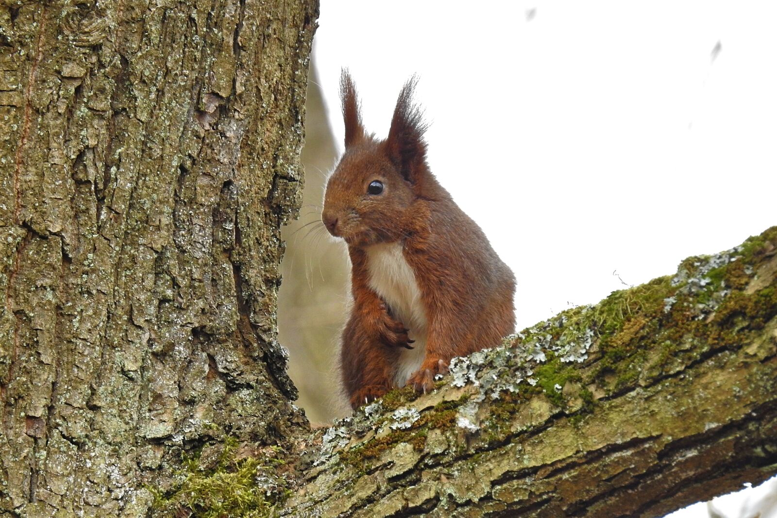 Nikon Coolpix P900 sample photo. Nature, tree, the squirrel photography