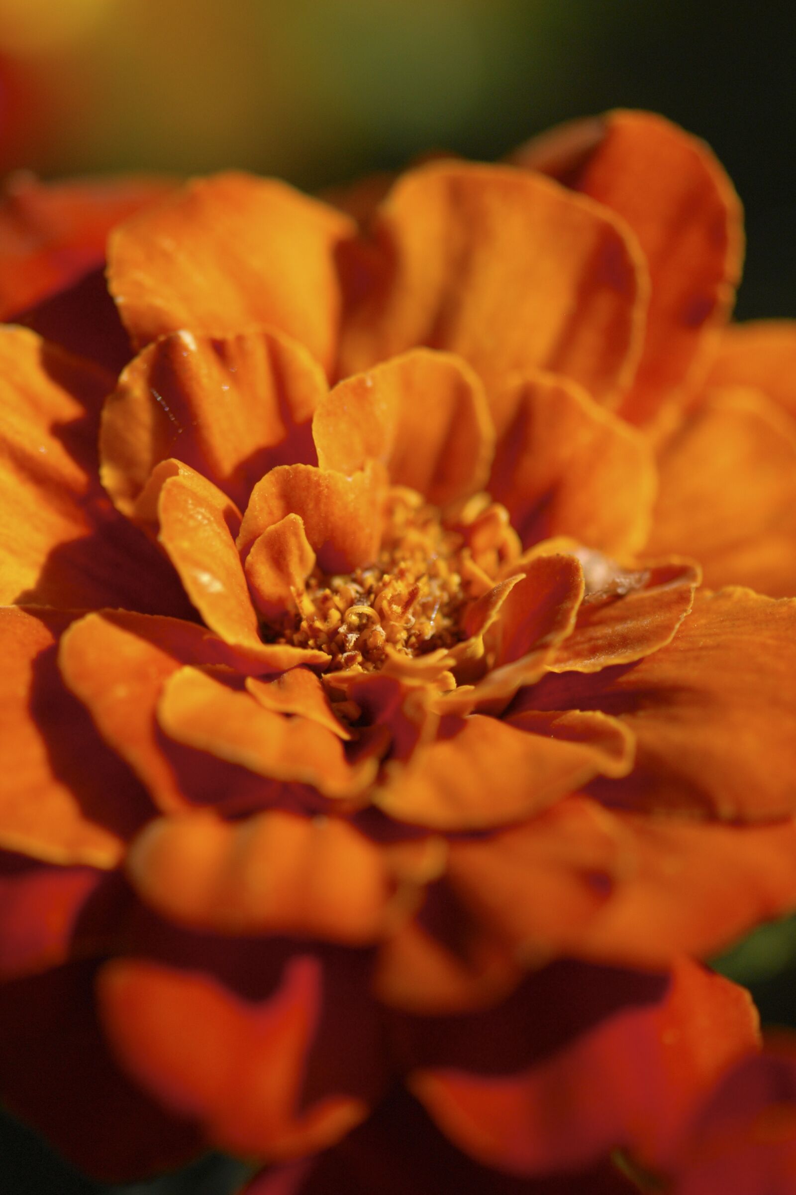 Nikon D200 sample photo. Flower, petal, stem photography