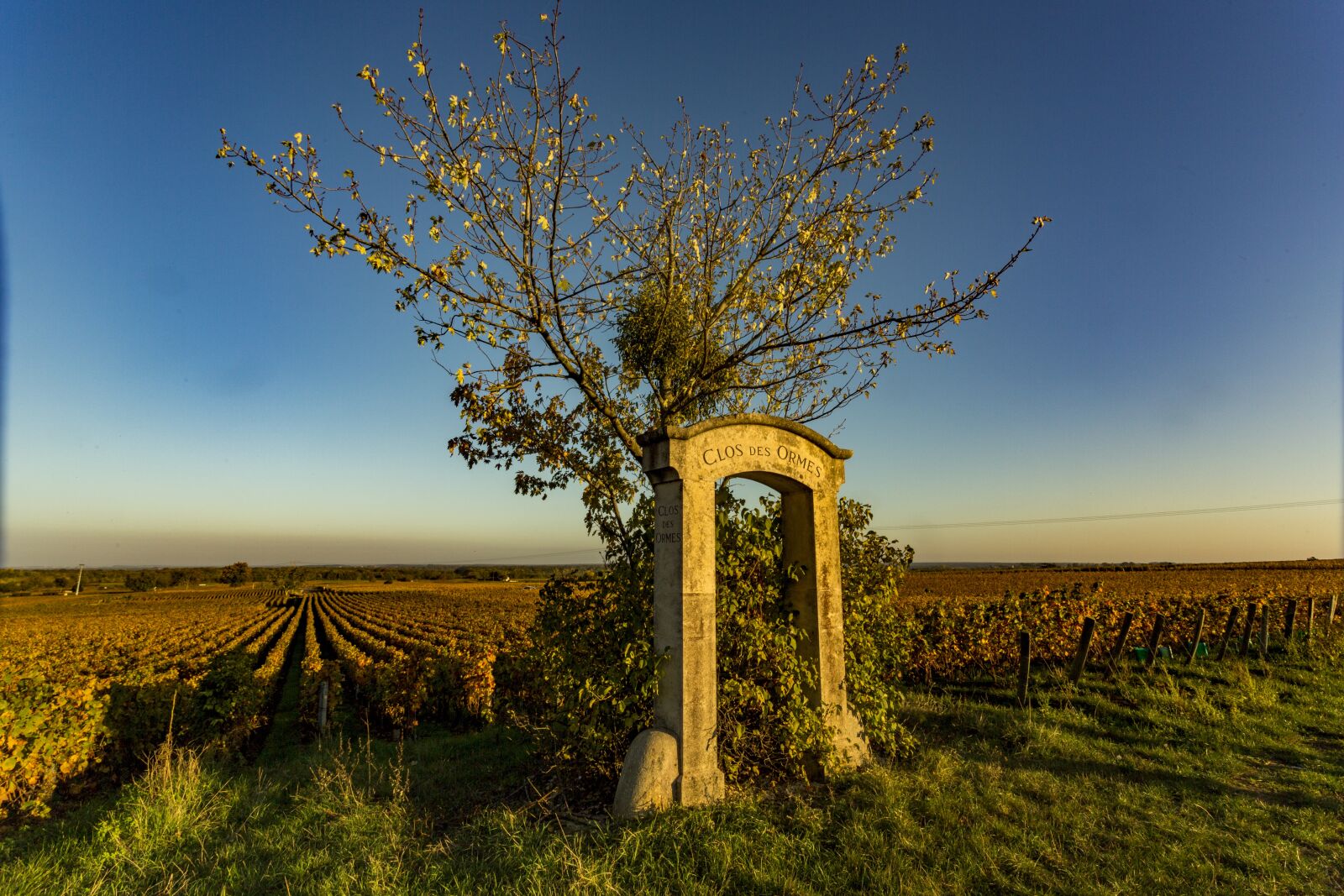 Canon EF 17-40mm F4L USM sample photo. Vineyard, burgundy, nature photography