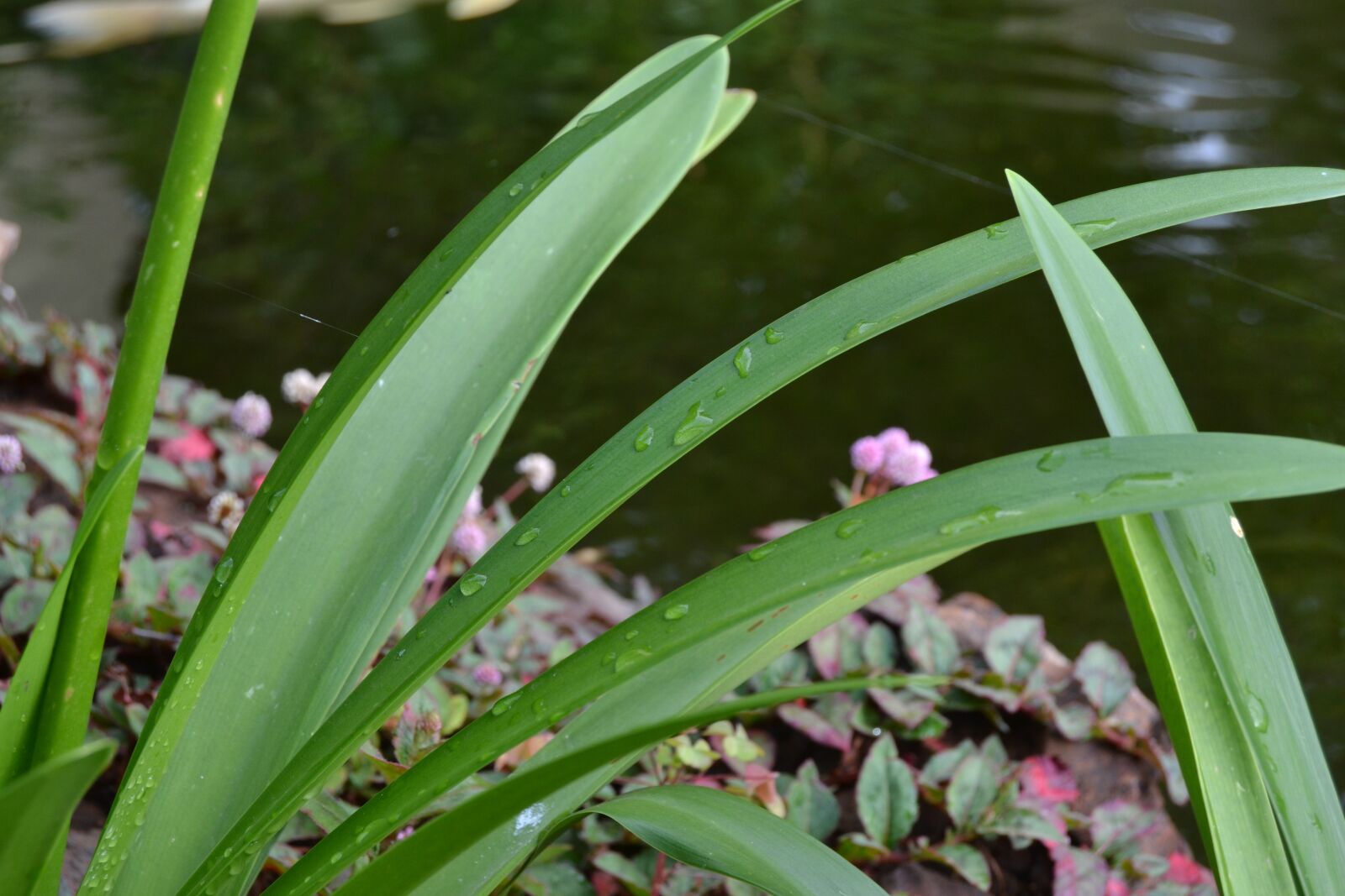 Nikon D3100 sample photo. Raindrops, leaf, leaves photography