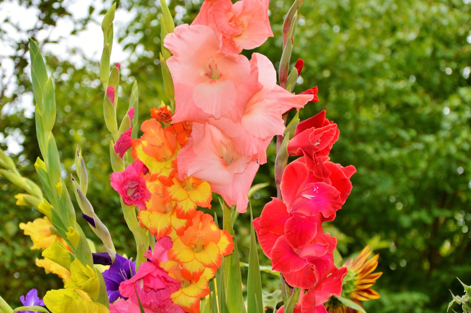 Nikon D3200 sample photo. Gladiolus, gladidus, butterfly greenhouse photography