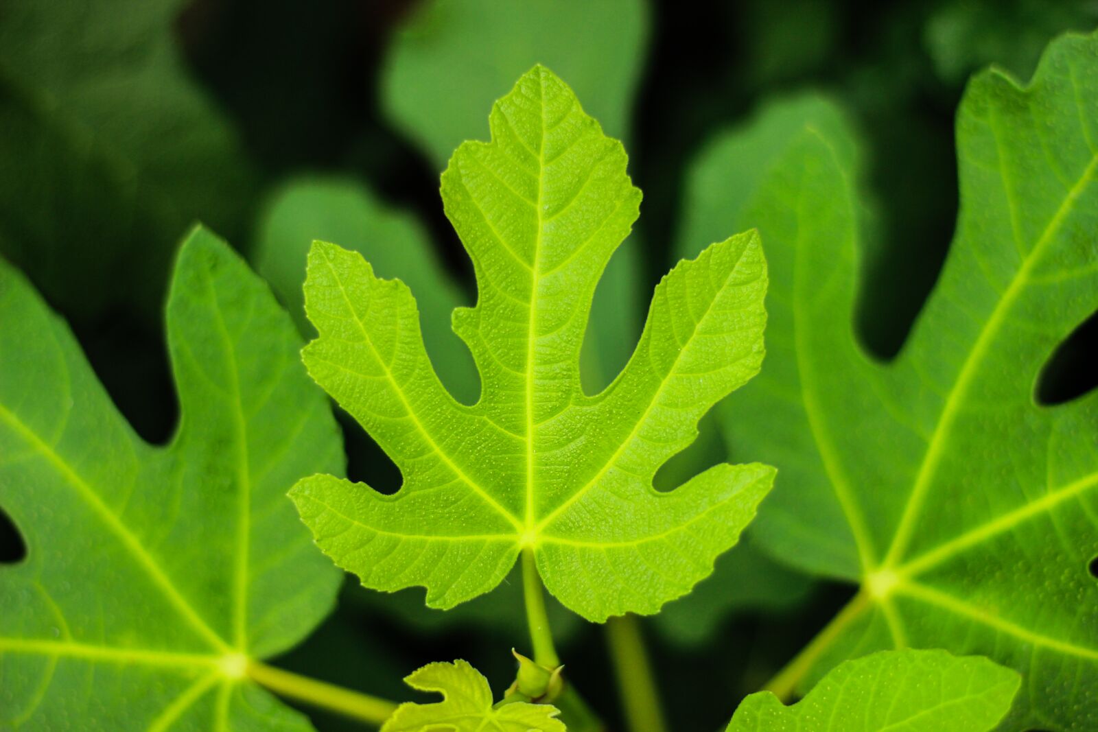 Canon EOS 600D (Rebel EOS T3i / EOS Kiss X5) + Canon EF 50mm F1.8 STM sample photo. Fig, leaf, leaves photography