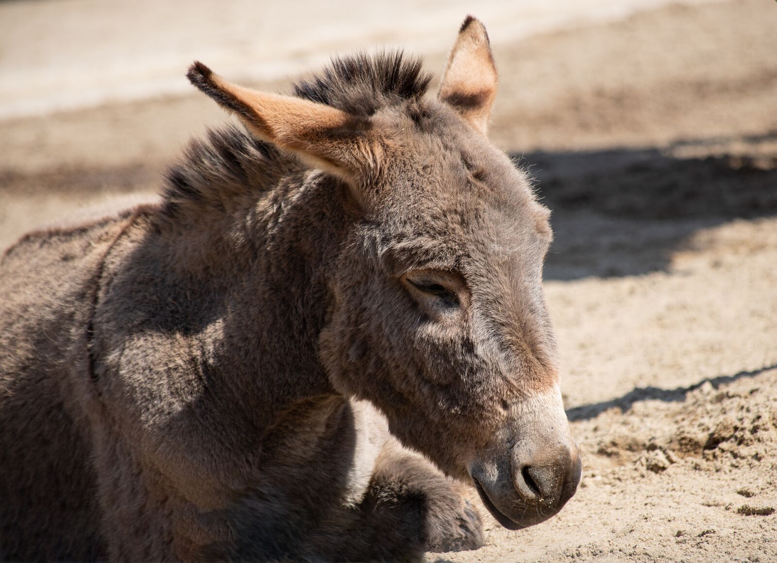Canon EF 70-300mm F4-5.6 IS USM sample photo. Donkey, mammal, animal photography