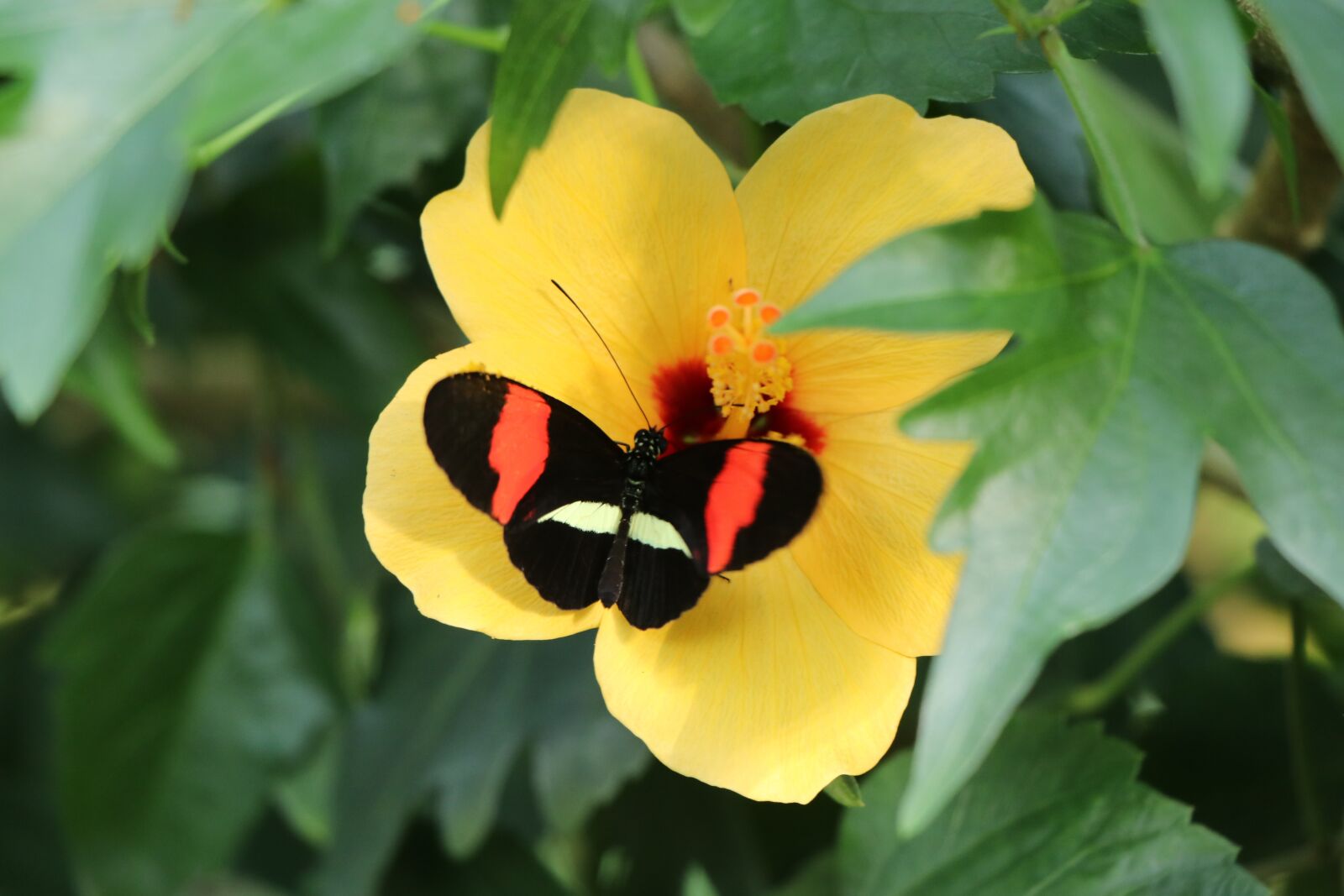 Canon EF-S 18-135mm F3.5-5.6 IS USM sample photo. Butterfly, flower, animals photography