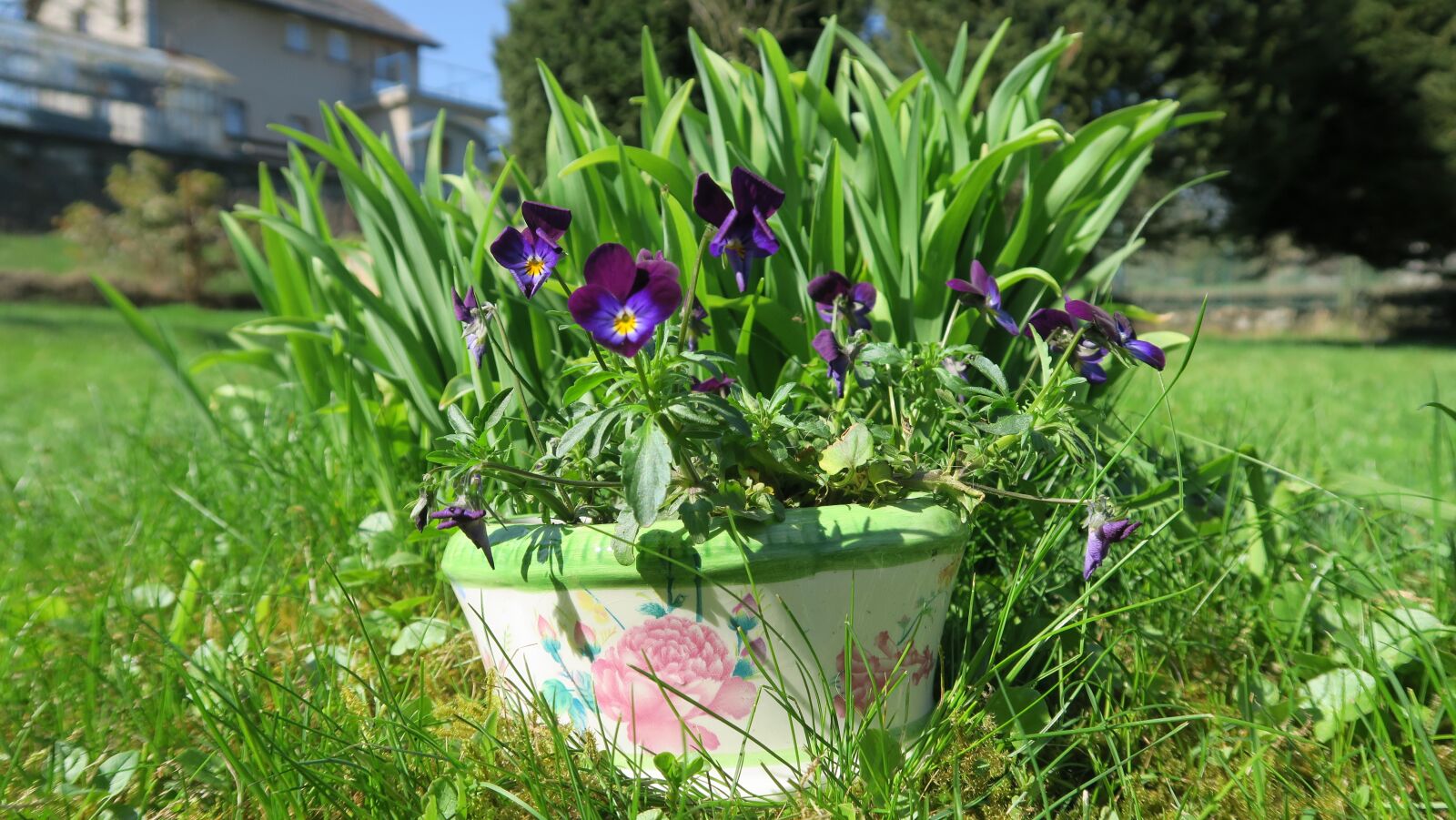Canon PowerShot G5 X sample photo. Macešsky, grass, spring photography