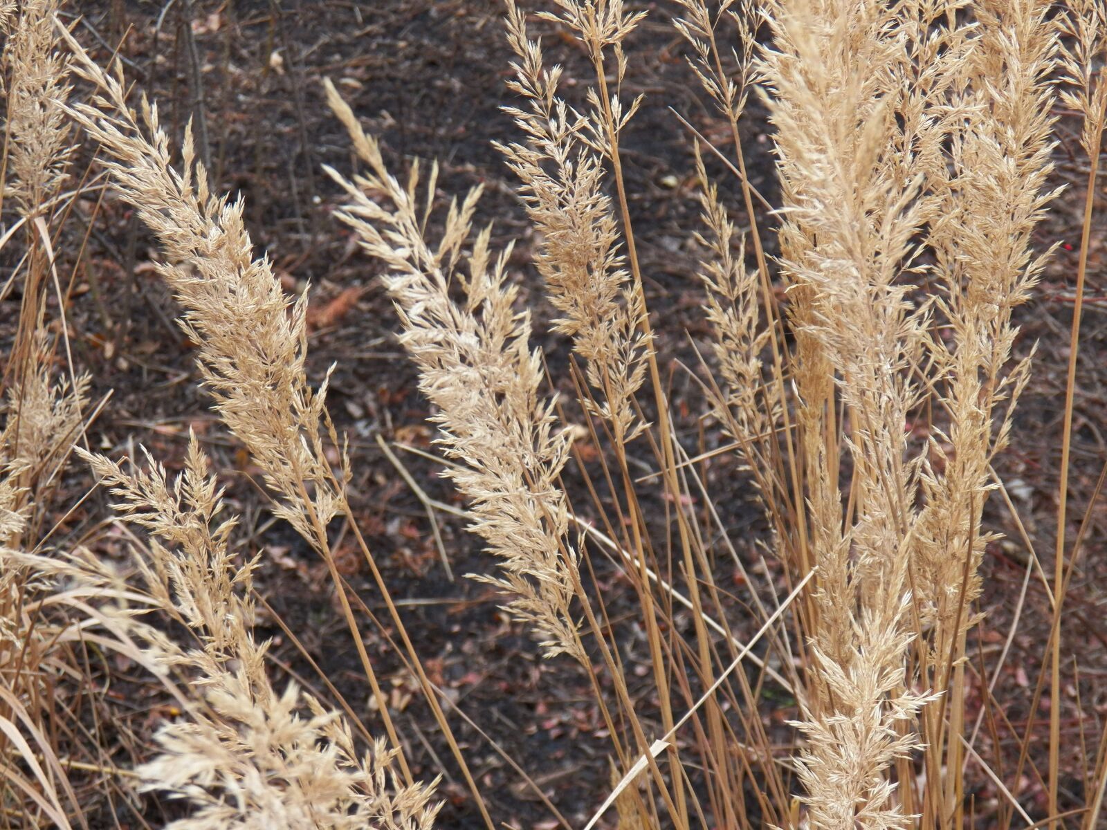 Kodak EasyShare Z990 (EasyShare Max) sample photo. Autumn, grass, wheat photography